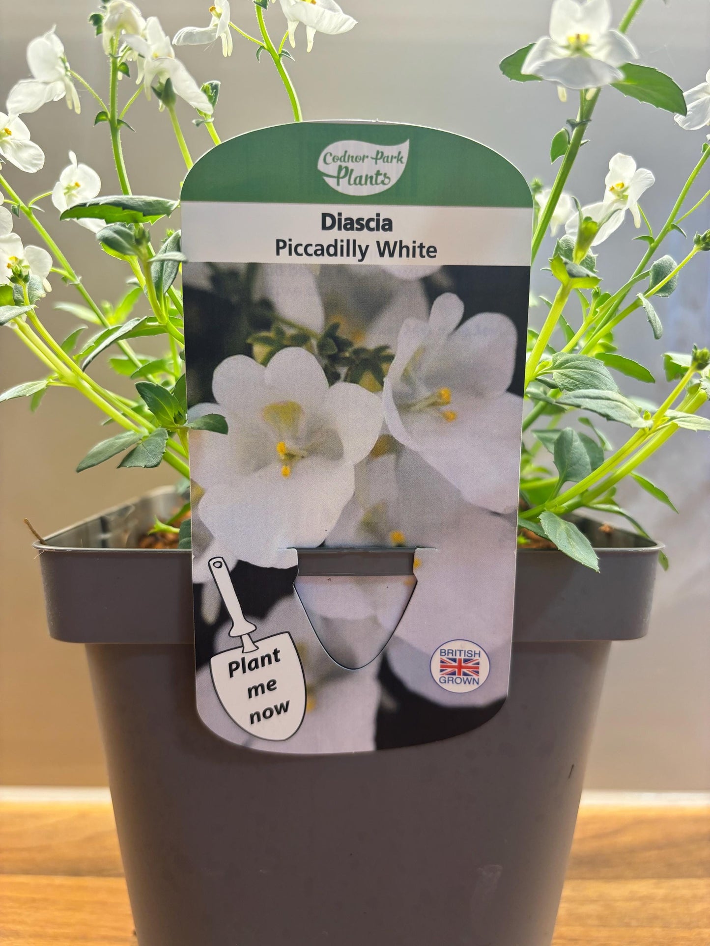 Diascia Piccadilly White potted plant cottage garden hardy perennial DIASCIA/141099/164133/GB