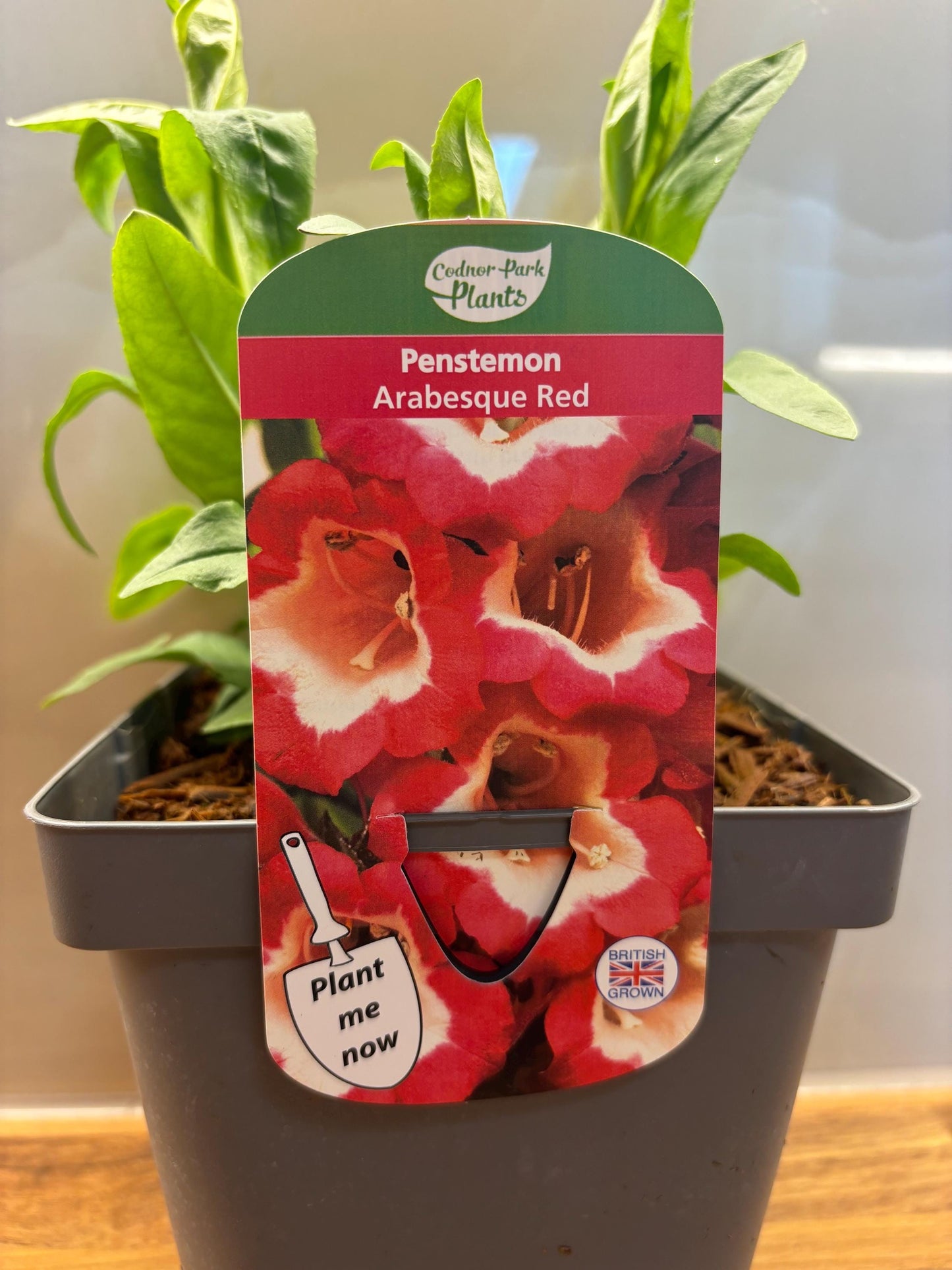 Penstemon Arabesque Red Beardtongue 2L hardy perennial cottage garden plant PENSTEMON/141099/164133/GB