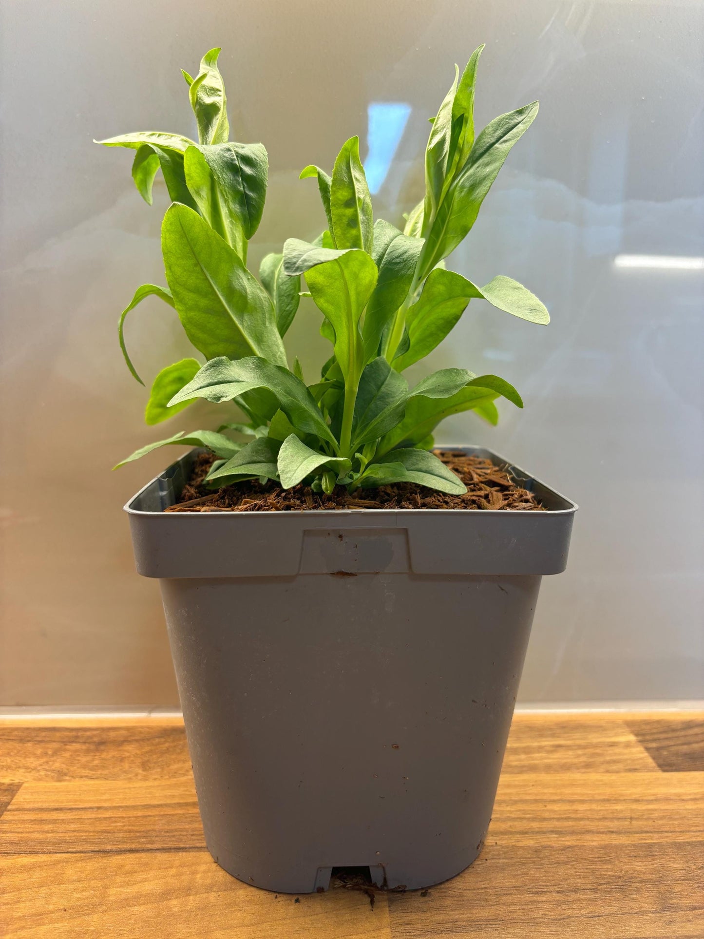 Penstemon Arabesque Red Beardtongue 2L hardy perennial cottage garden plant PENSTEMON/141099/164133/GB