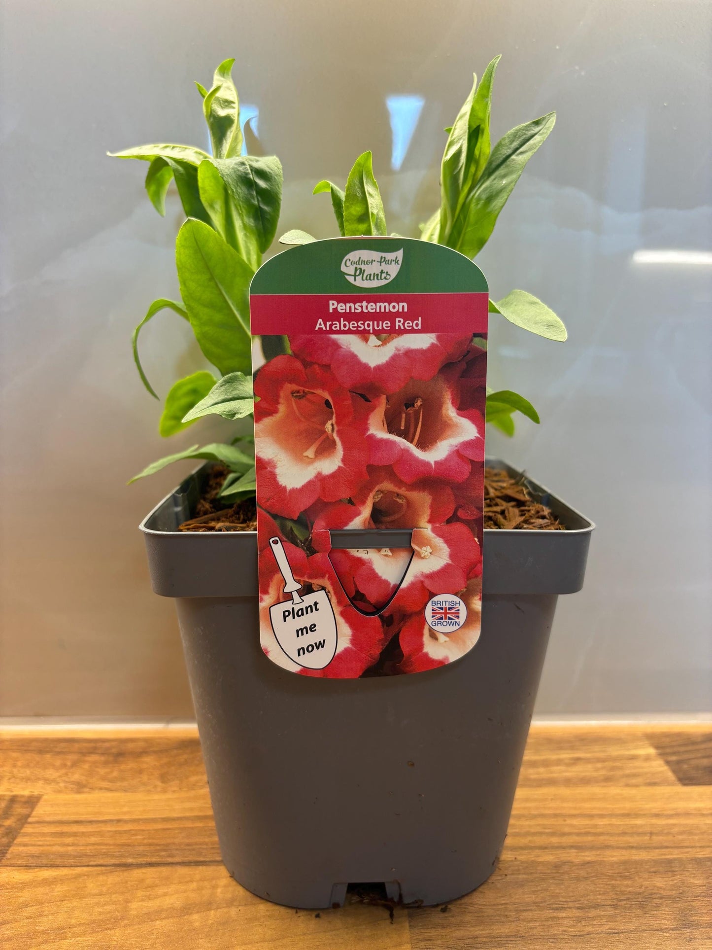 Penstemon Arabesque Red Beardtongue 2L hardy perennial cottage garden plant PENSTEMON/141099/164133/GB