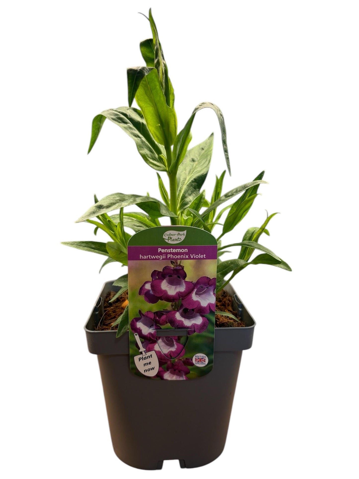 Penstemon Phoenix Violet Beardtongue 2L hardy perennial cottage garden plant PENSTEMON hartwegii/141099/164133/GB