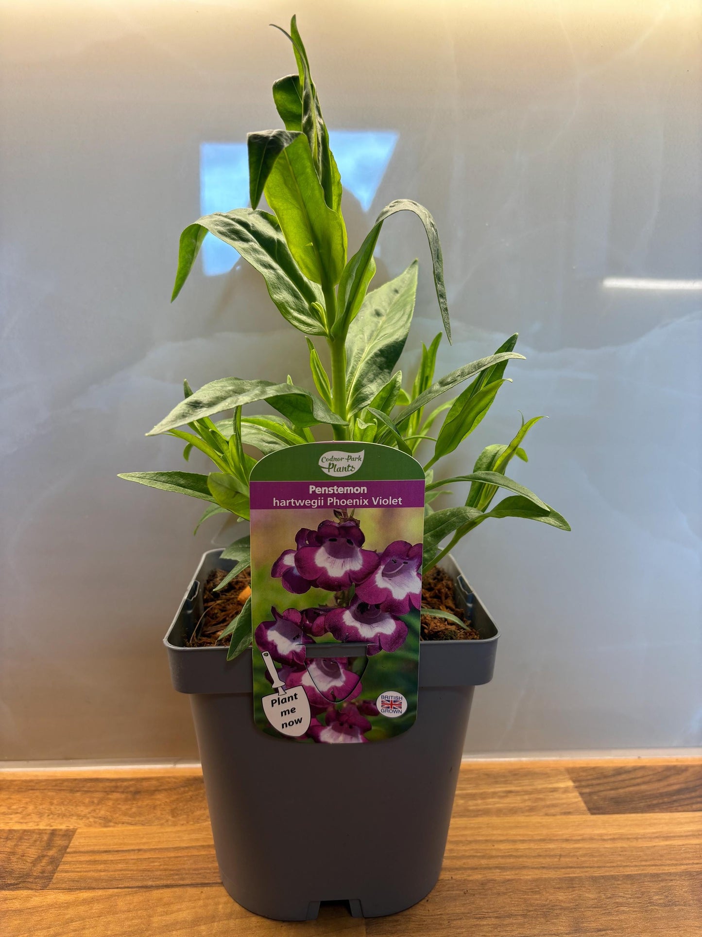 Penstemon Phoenix Violet Beardtongue 2L hardy perennial cottage garden plant PENSTEMON hartwegii/141099/164133/GB