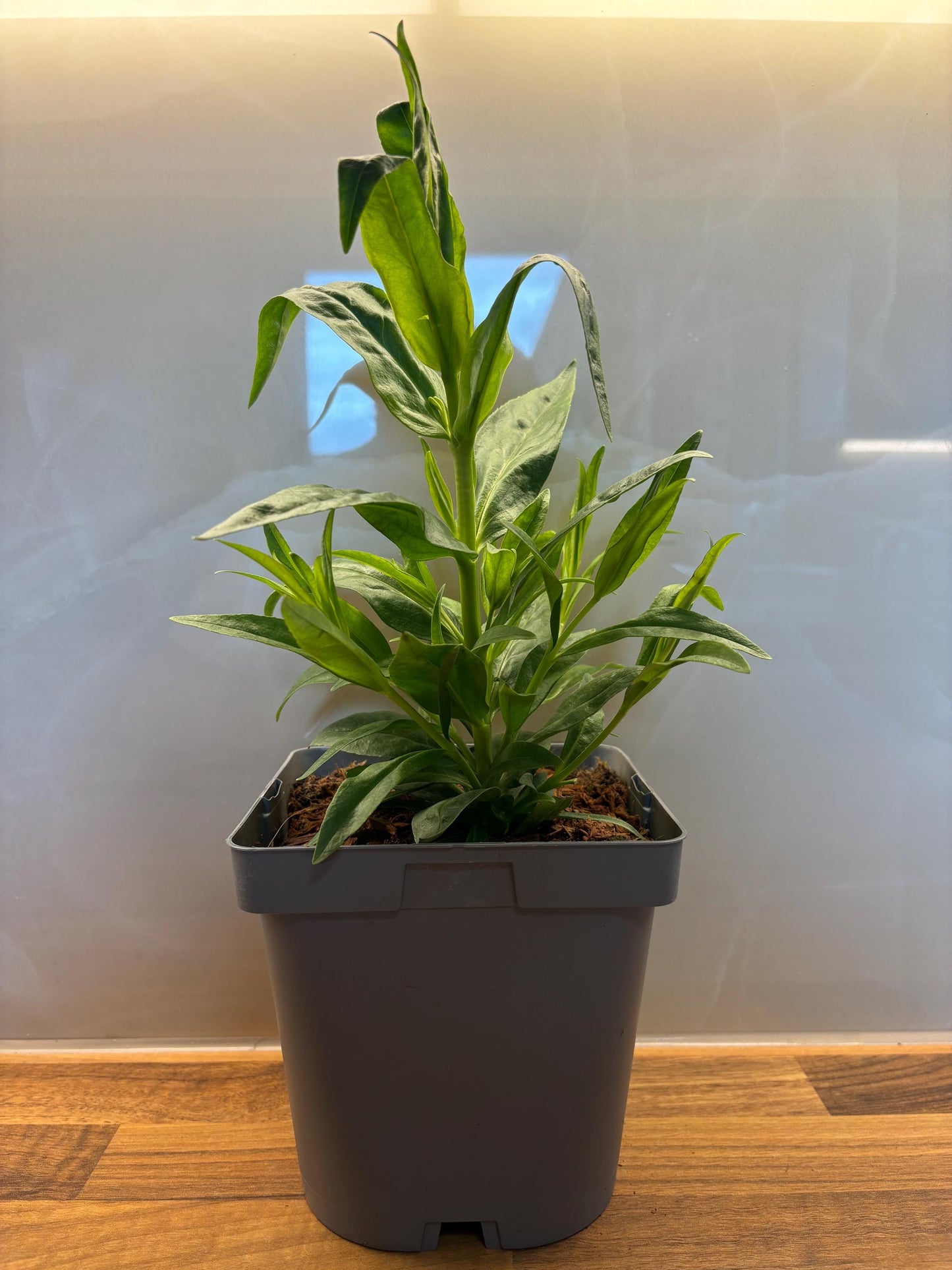 Penstemon Phoenix Violet Beardtongue 2L hardy perennial cottage garden plant PENSTEMON hartwegii/141099/164133/GB