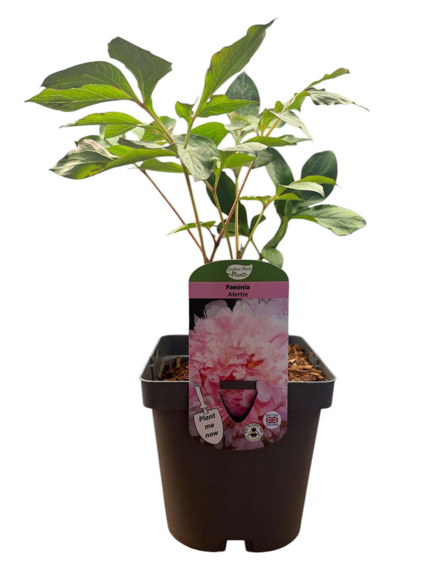 Peony Alertie 2L potted spring summer flowering garden border plant PAEONIA/141099/164133/GB