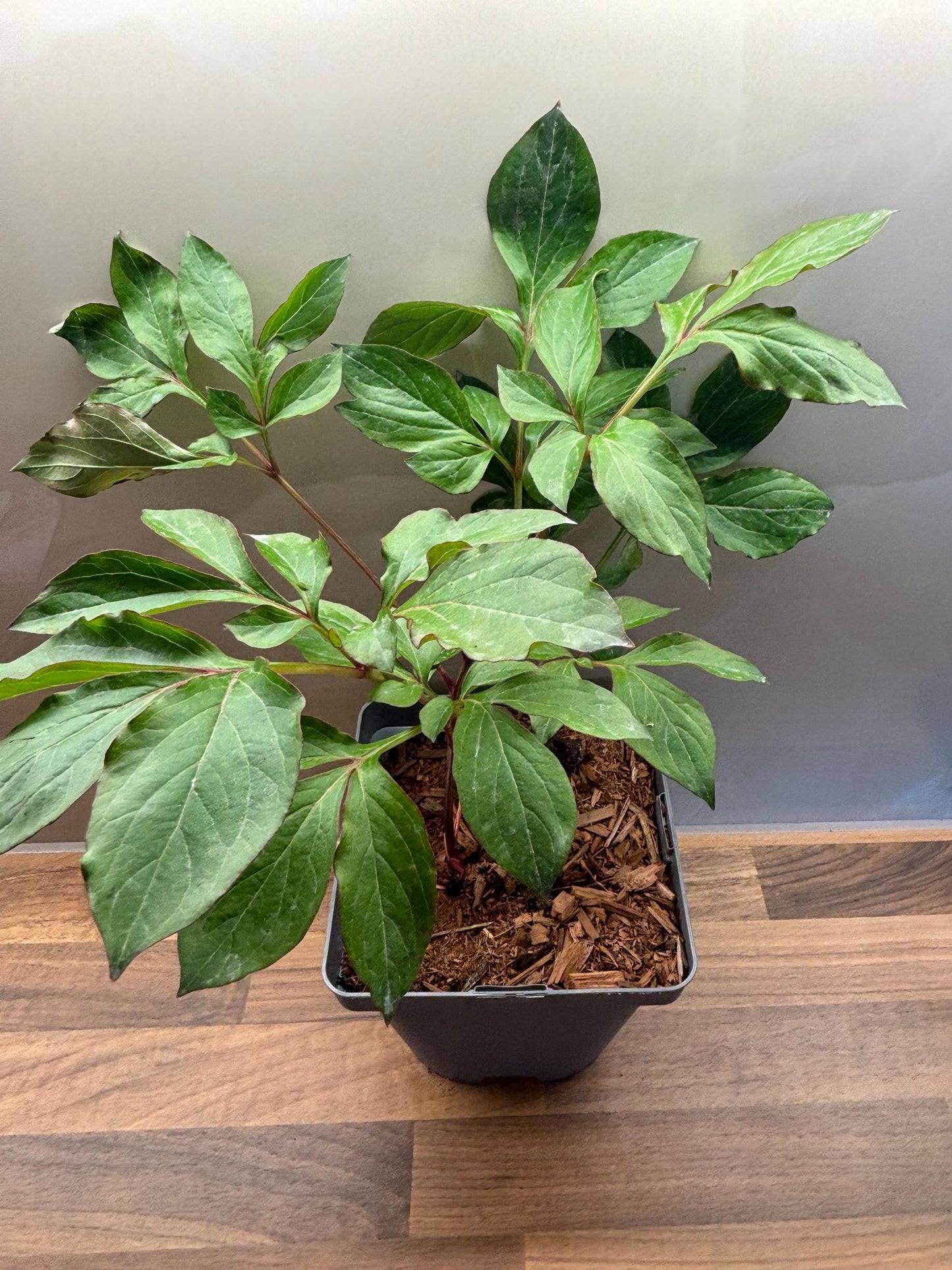 Peony Alertie 2L potted spring summer flowering garden border plant PAEONIA/141099/164133/GB