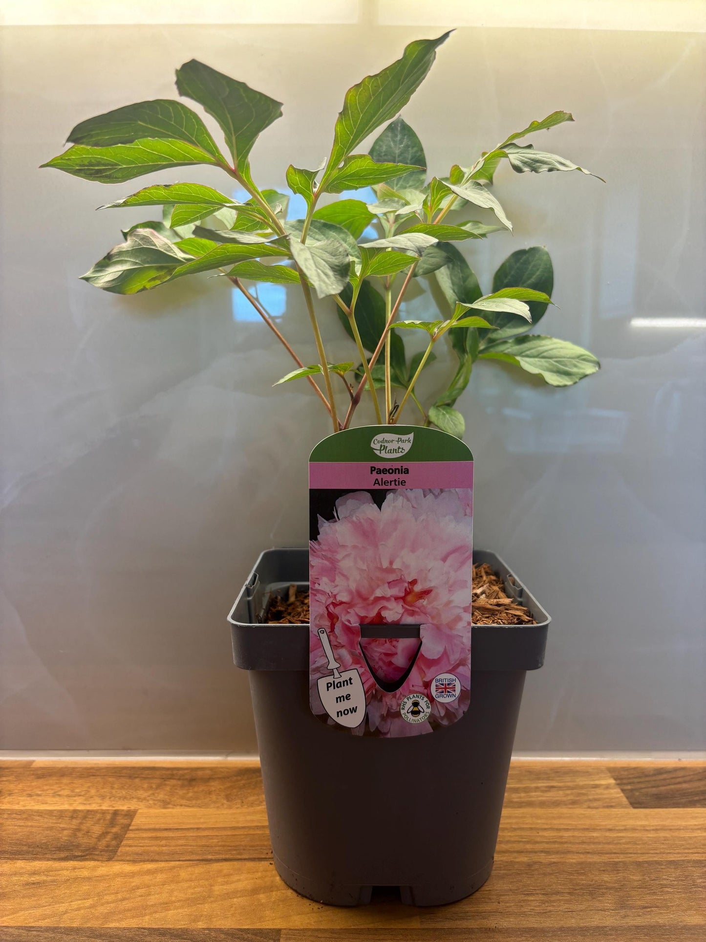 Peony Alertie 2L potted spring summer flowering garden border plant PAEONIA/141099/164133/GB