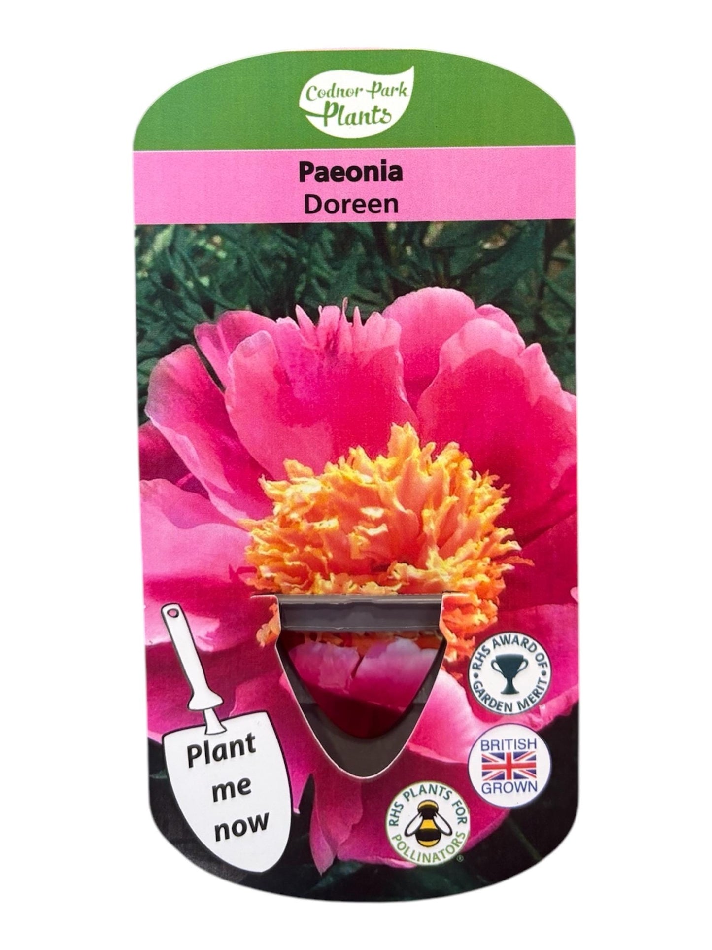 Peony Doreen 2L potted spring summer flowering garden border plant PAEONIA/141099/164133/GB