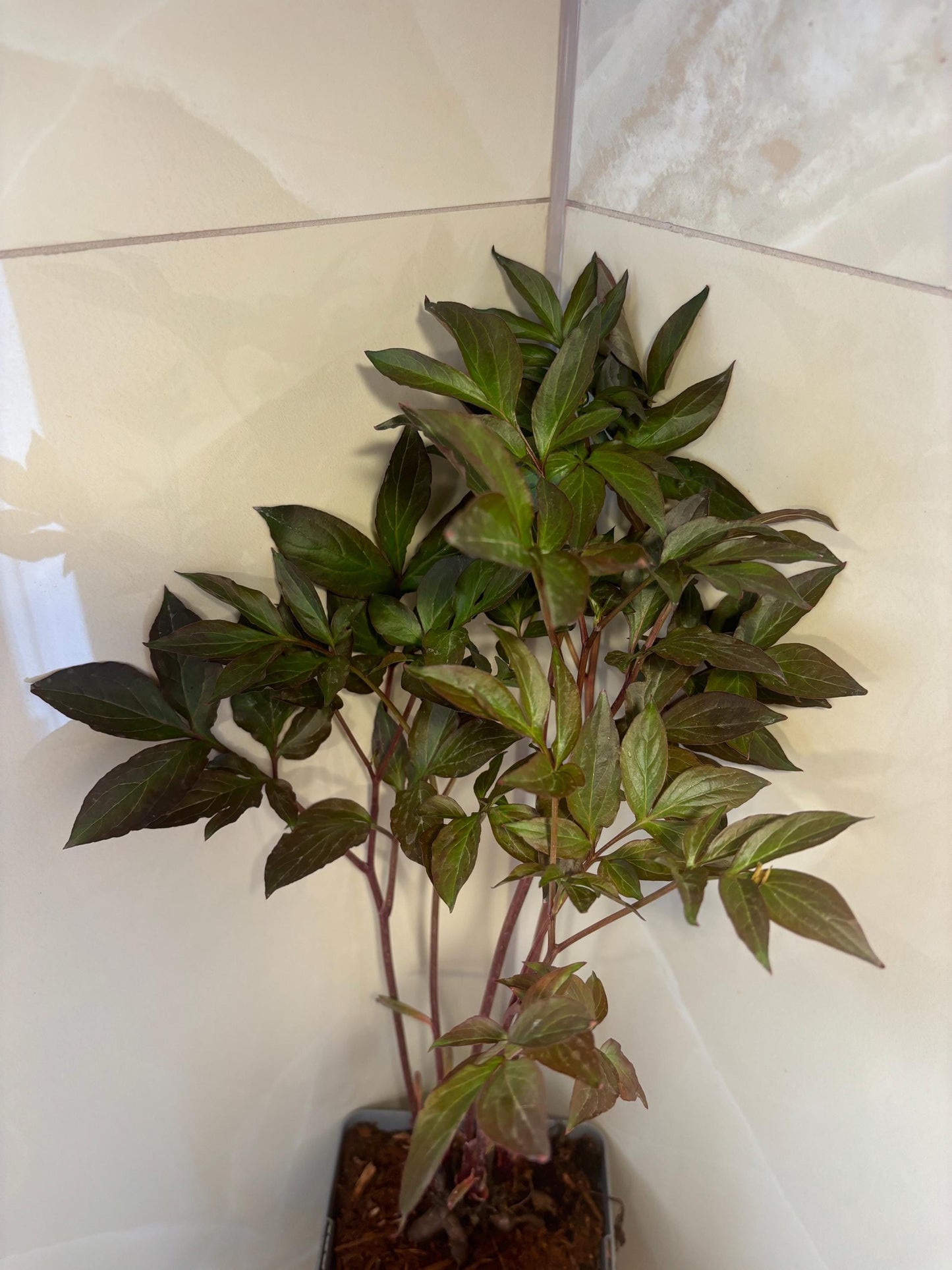 Peony Doreen 2L potted spring summer flowering garden border plant PAEONIA/141099/164133/GB