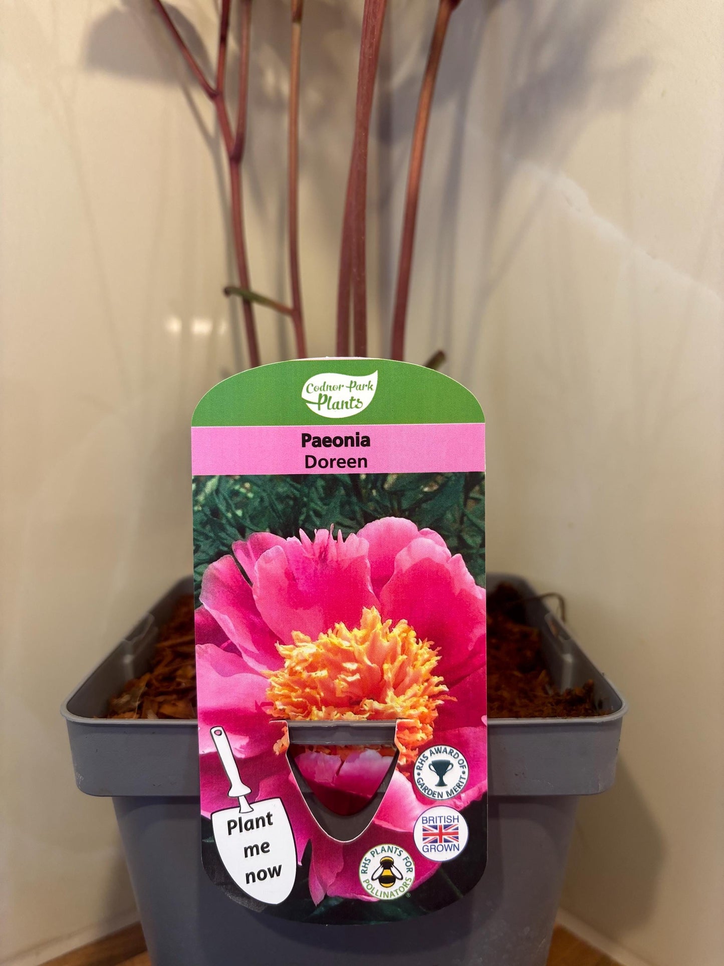 Peony Doreen 2L potted spring summer flowering garden border plant PAEONIA/141099/164133/GB