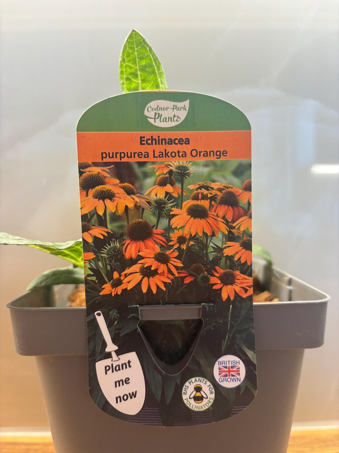 Echinacea Lakota Orange 2L Cone Flower potted plant herbaceous perennial ECHINACEA purpurea/141099/164133/GB