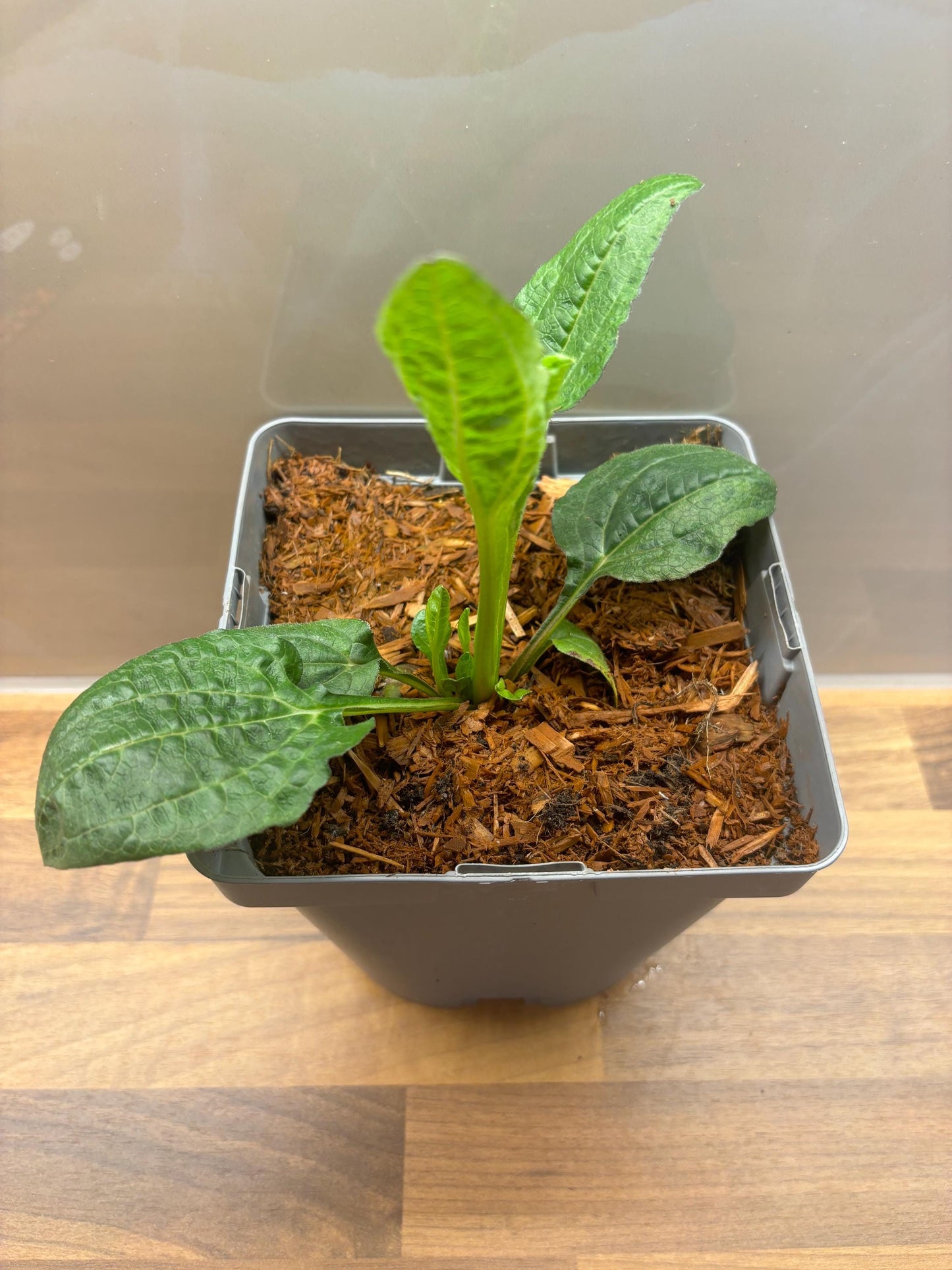Echinacea Lakota Orange 2L Cone Flower potted plant herbaceous perennial ECHINACEA purpurea/141099/164133/GB