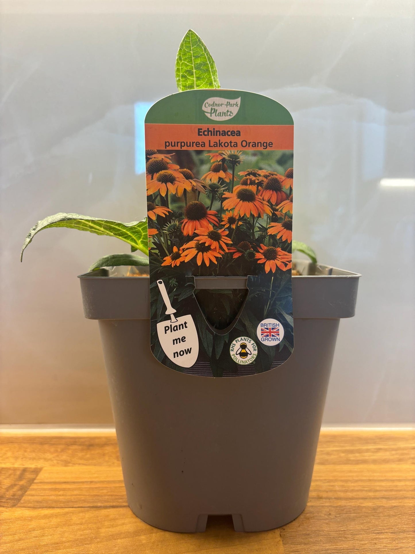 Echinacea Lakota Orange 2L Cone Flower potted plant herbaceous perennial ECHINACEA purpurea/141099/164133/GB
