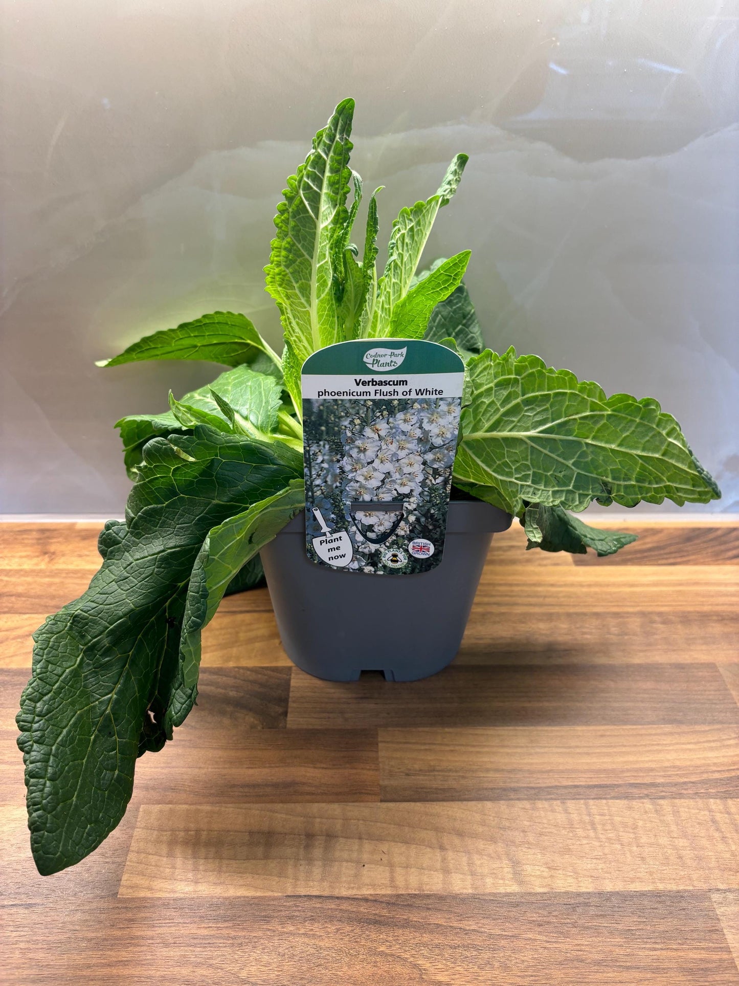 Verbascum Flush of White 2L Mullein potted plant herbaceous perennial cottage garden VERBASCUM phoeniceum/141099/164133/GB