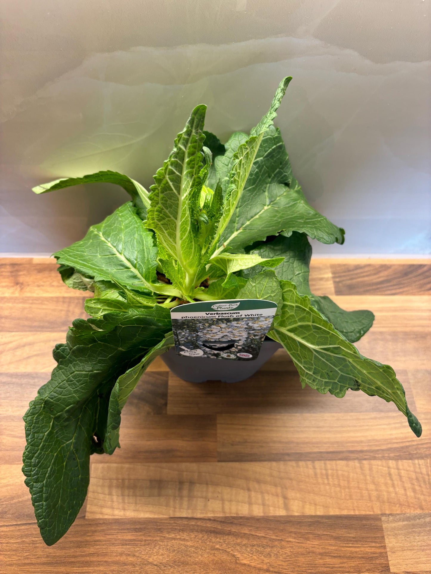 Verbascum Flush of White 2L Mullein potted plant herbaceous perennial cottage garden VERBASCUM phoeniceum/141099/164133/GB