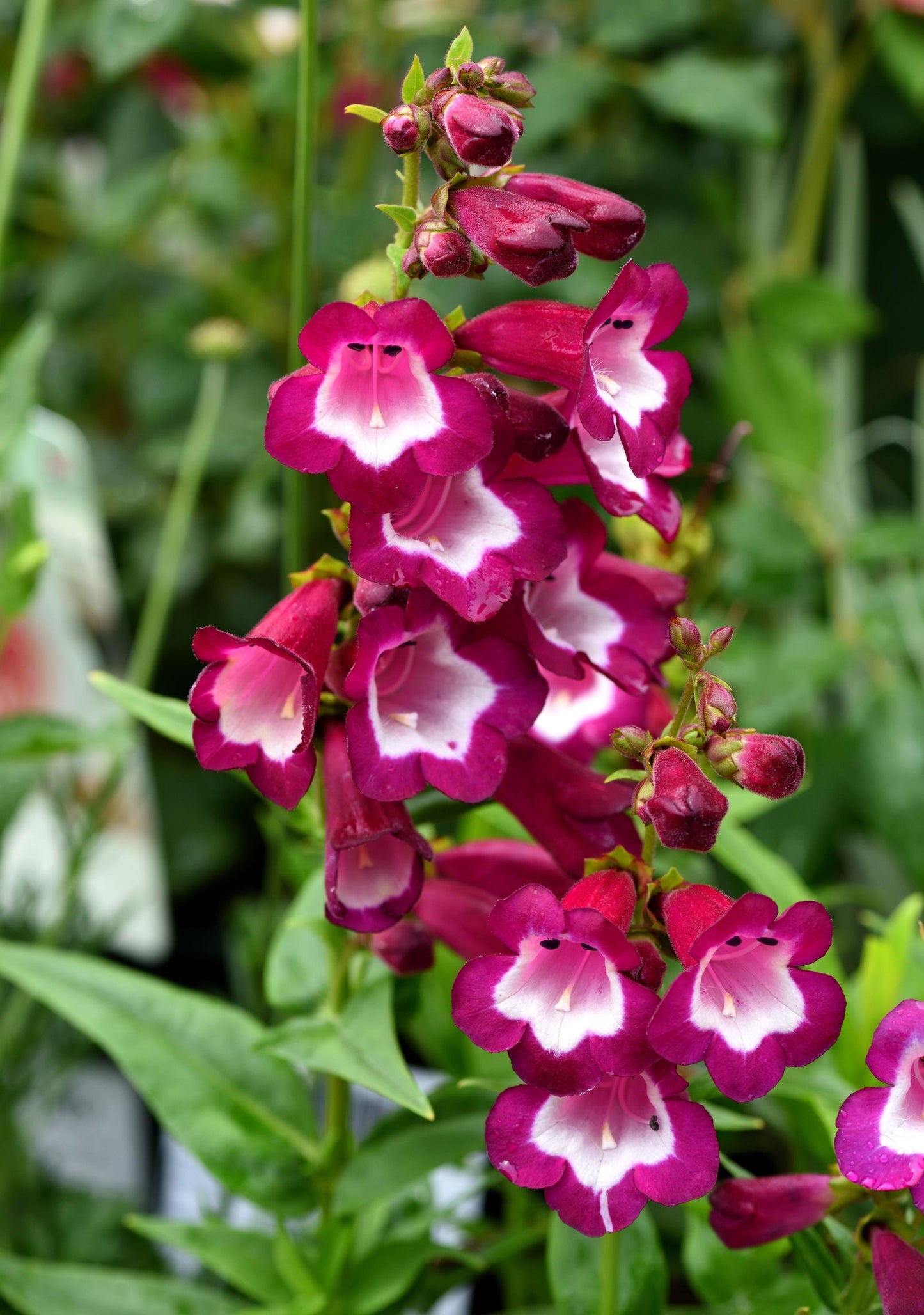 Penstemon Phoenix Violet Beardtongue 2L hardy perennial cottage garden plant PENSTEMON hartwegii/141099/164133/GB