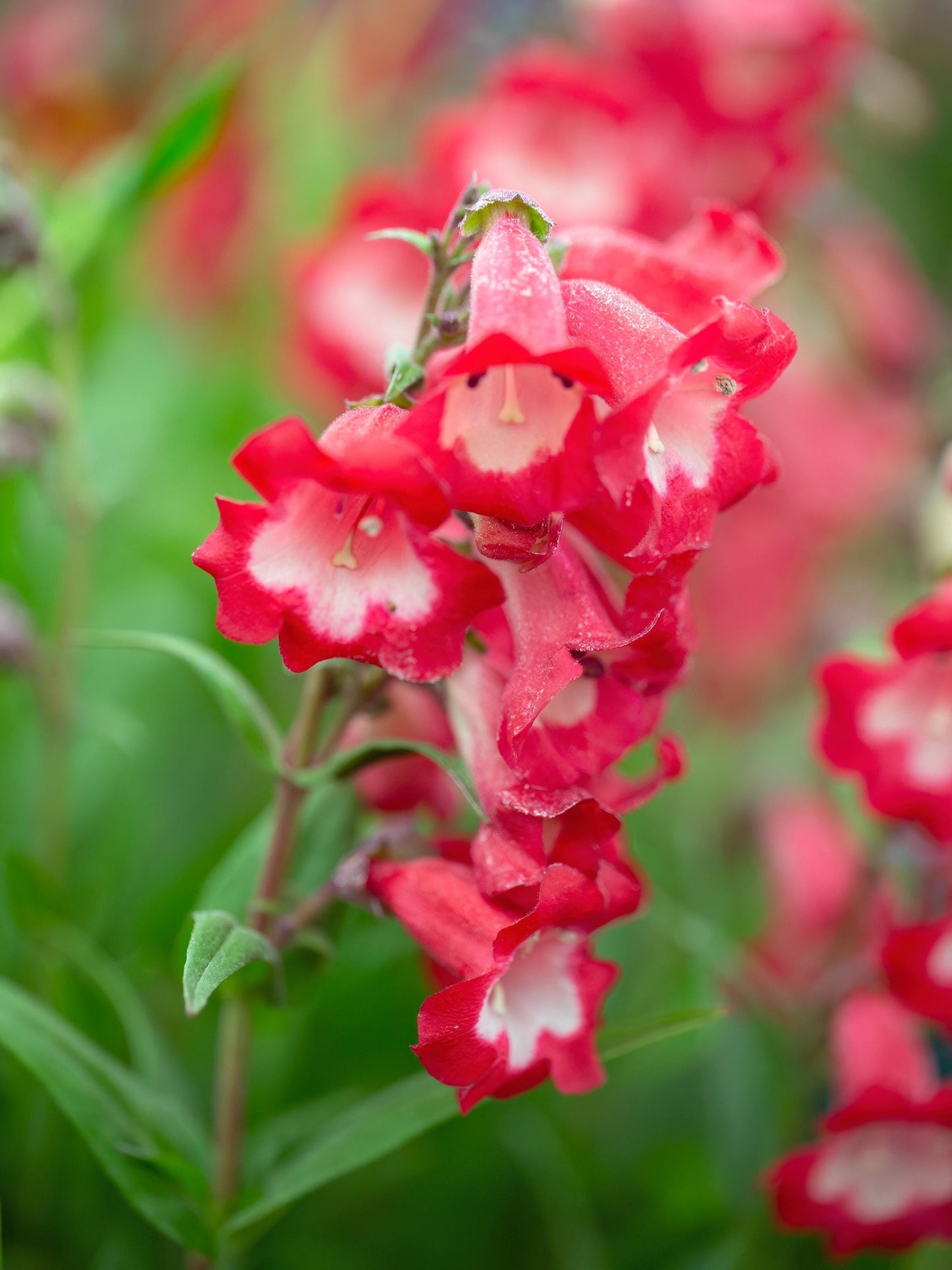 Penstemon Arabesque Red Beardtongue 2L hardy perennial cottage garden plant PENSTEMON/141099/164133/GB