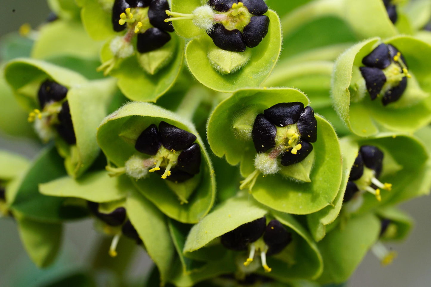 Euphorbia Black Pearl 2L potted plant fully hardy Mediterranean garden EUPHORBIA characias/141099/160540/GB