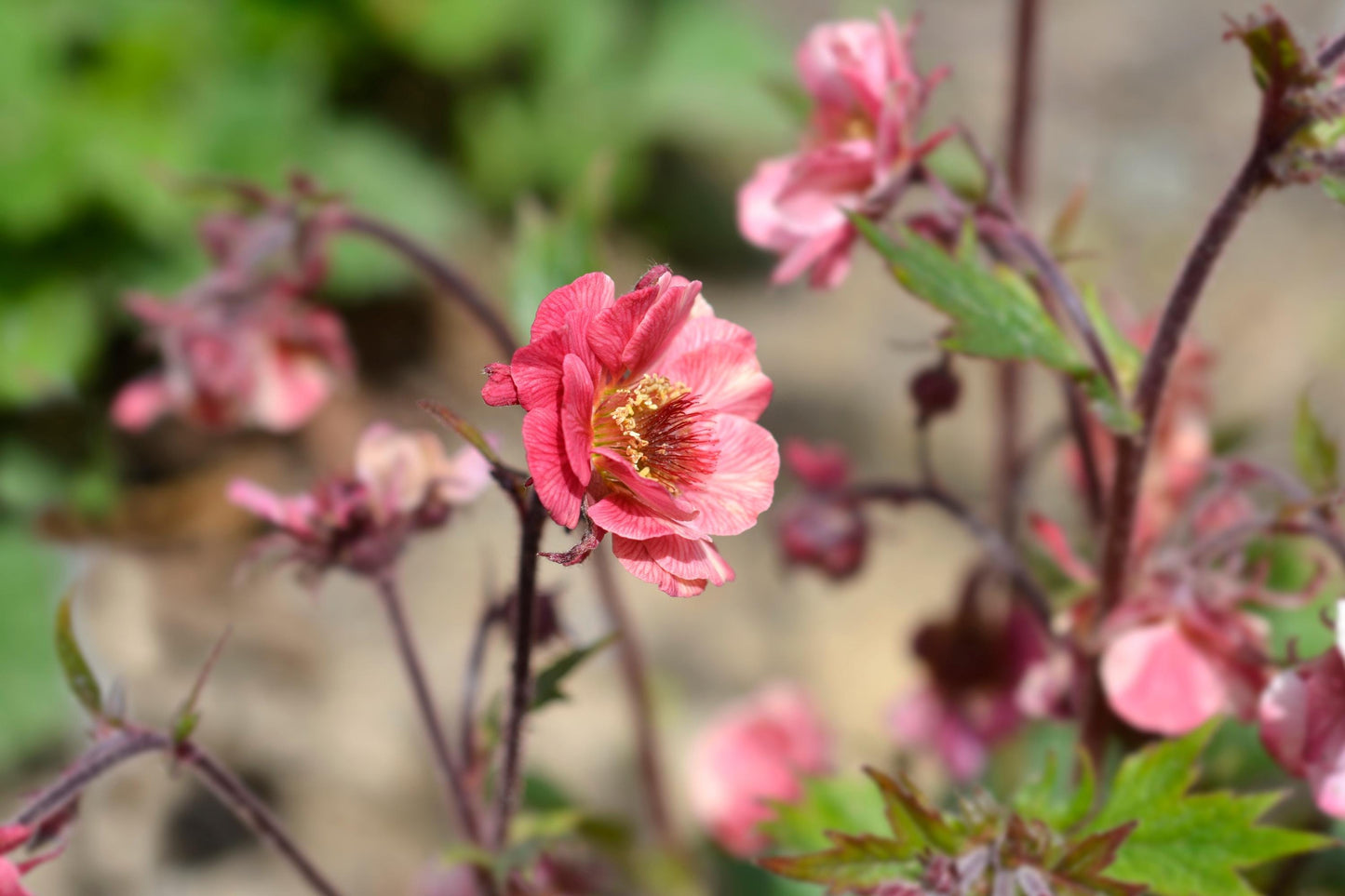 Geum Avens Tempo Rose 2L cottage garden potted perennial GEUM/141099/166336/GB