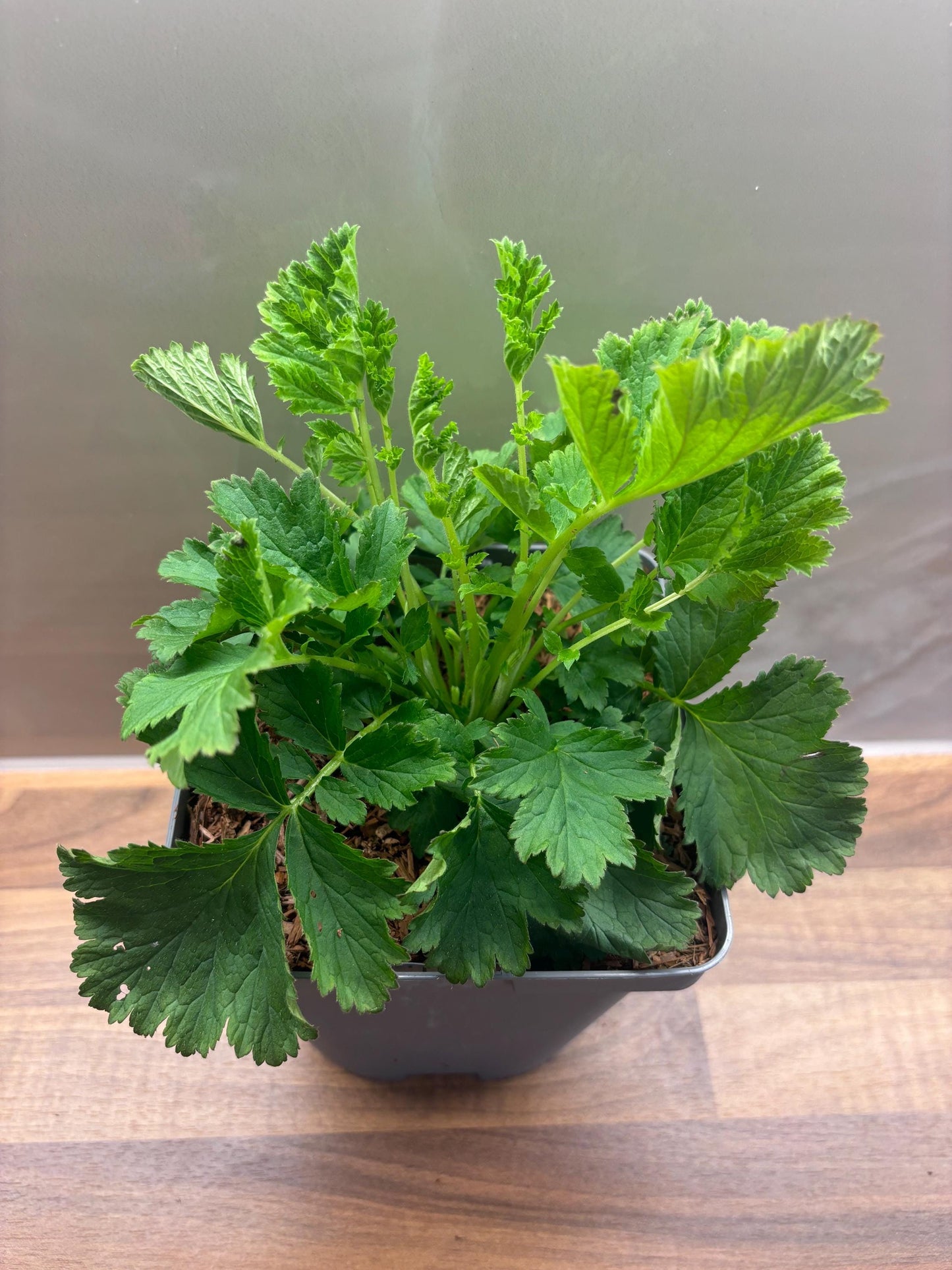 Geum Avens Flames of Passion 2L cottage garden potted perennial GEUM/141099/166336/GB