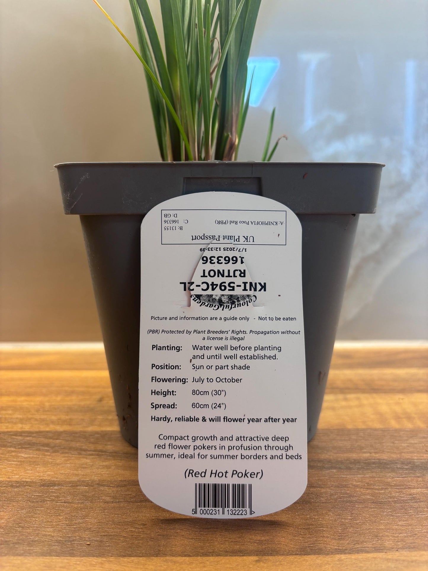Poco Red Kniphofia Red Hot Poker 2L potted plant fully hardy KNIPHOFIA/141099/166336/GB