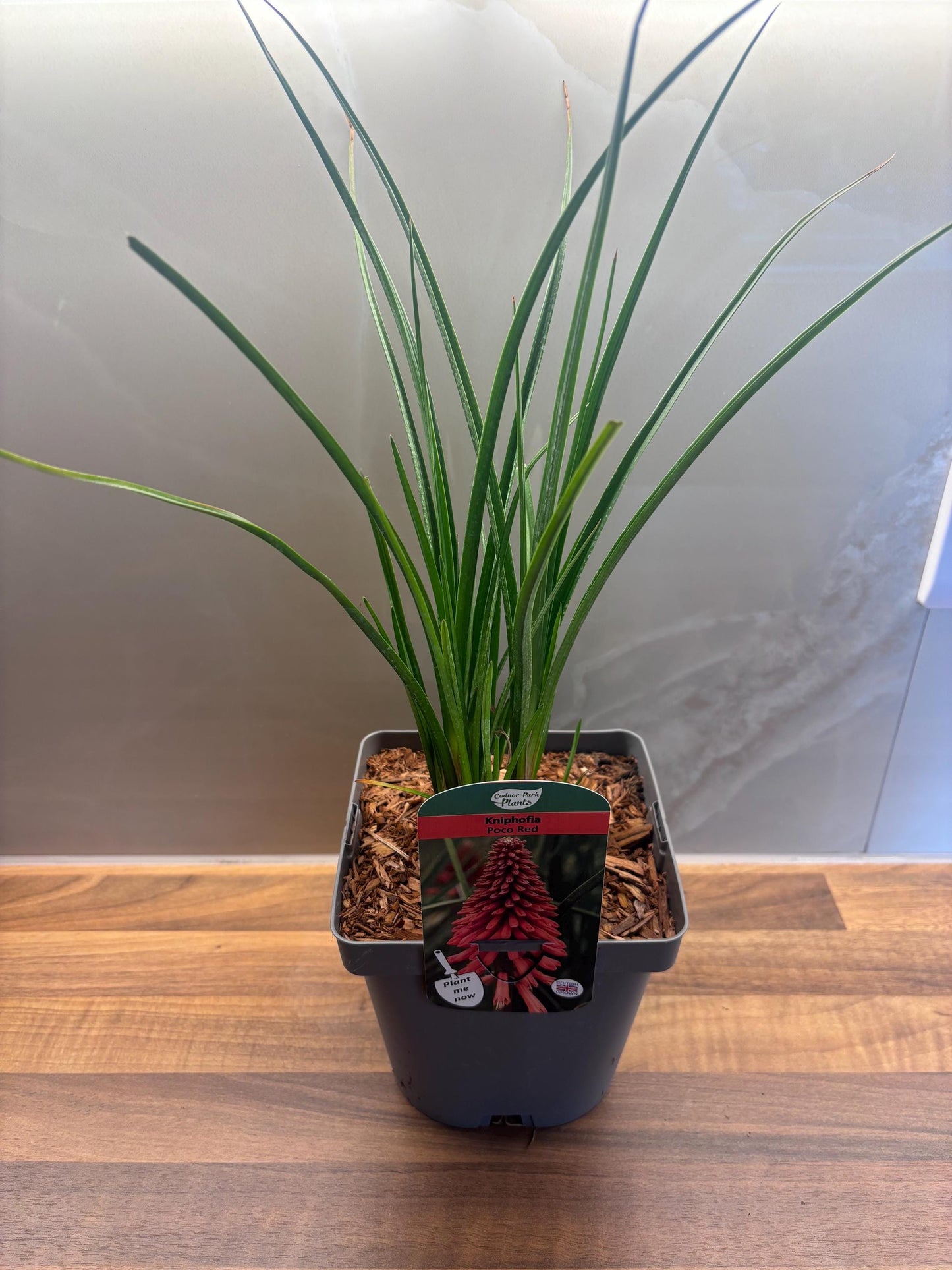 Poco Red Kniphofia Red Hot Poker 2L potted plant fully hardy KNIPHOFIA/141099/166336/GB