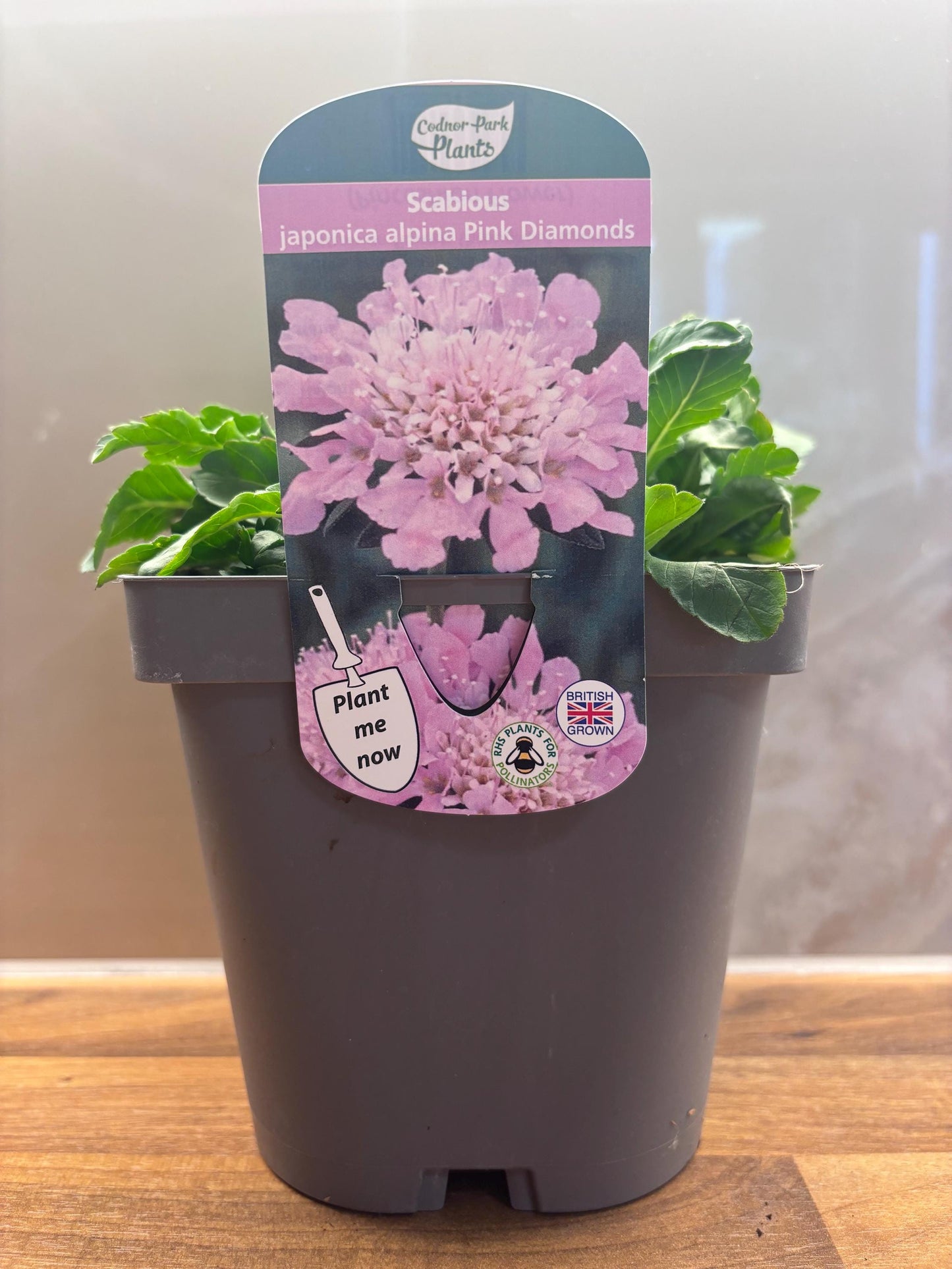 Scabiosa Pink Diamonds 2L potted plant fully hardy cottage garden pincushion flower SCABIOSA/141099/166336/GB