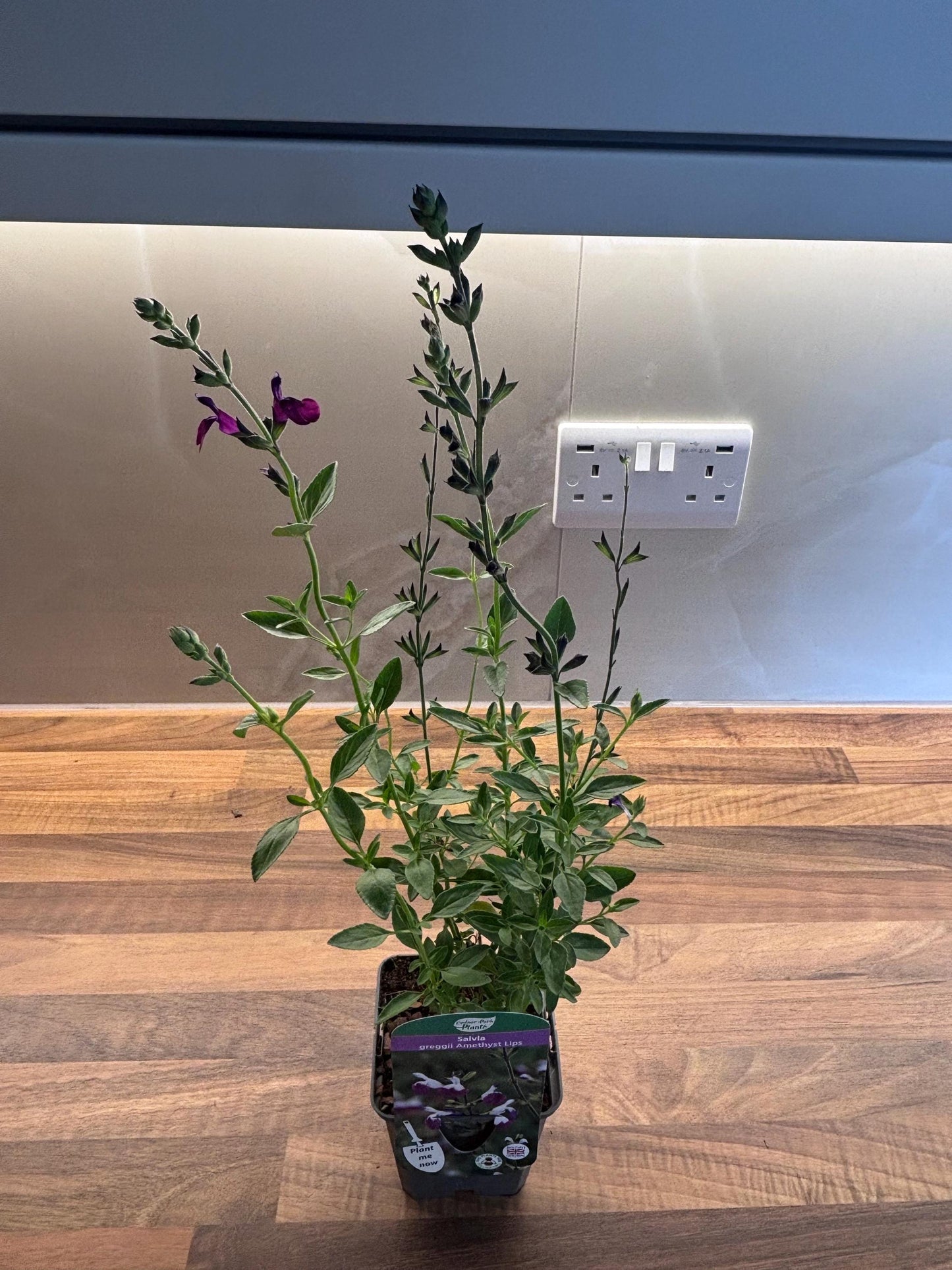Salvia Amethyst Lips 2L Sage cottage garden SALVIA greggii/141099/166336/GB