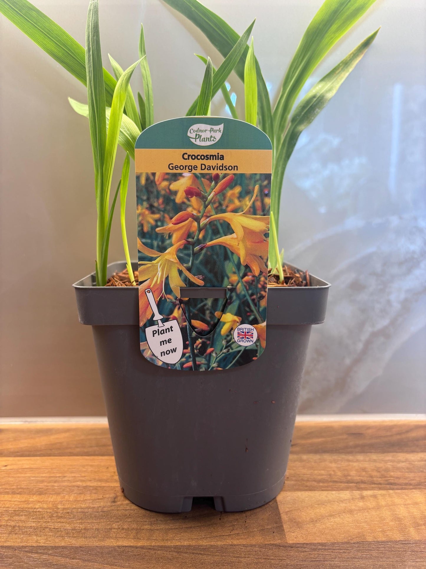 Crocosmia George Davidson 2L Monbretia potted plant CROCOSMIA/141099/166336/GB