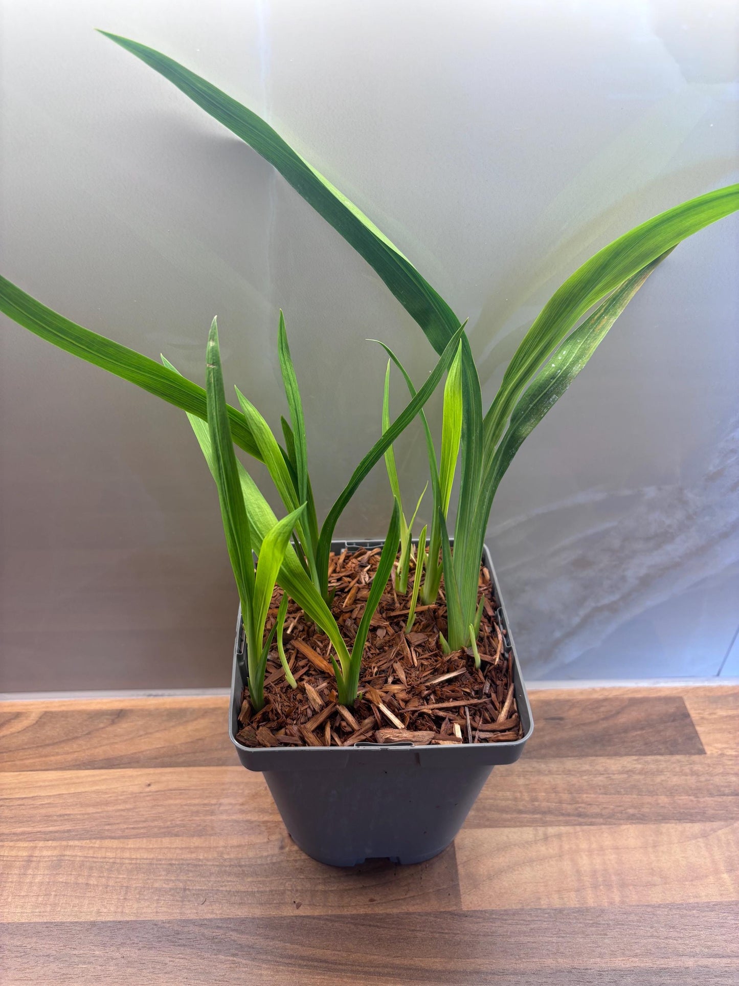 Crocosmia George Davidson 2L Monbretia potted plant CROCOSMIA/141099/166336/GB