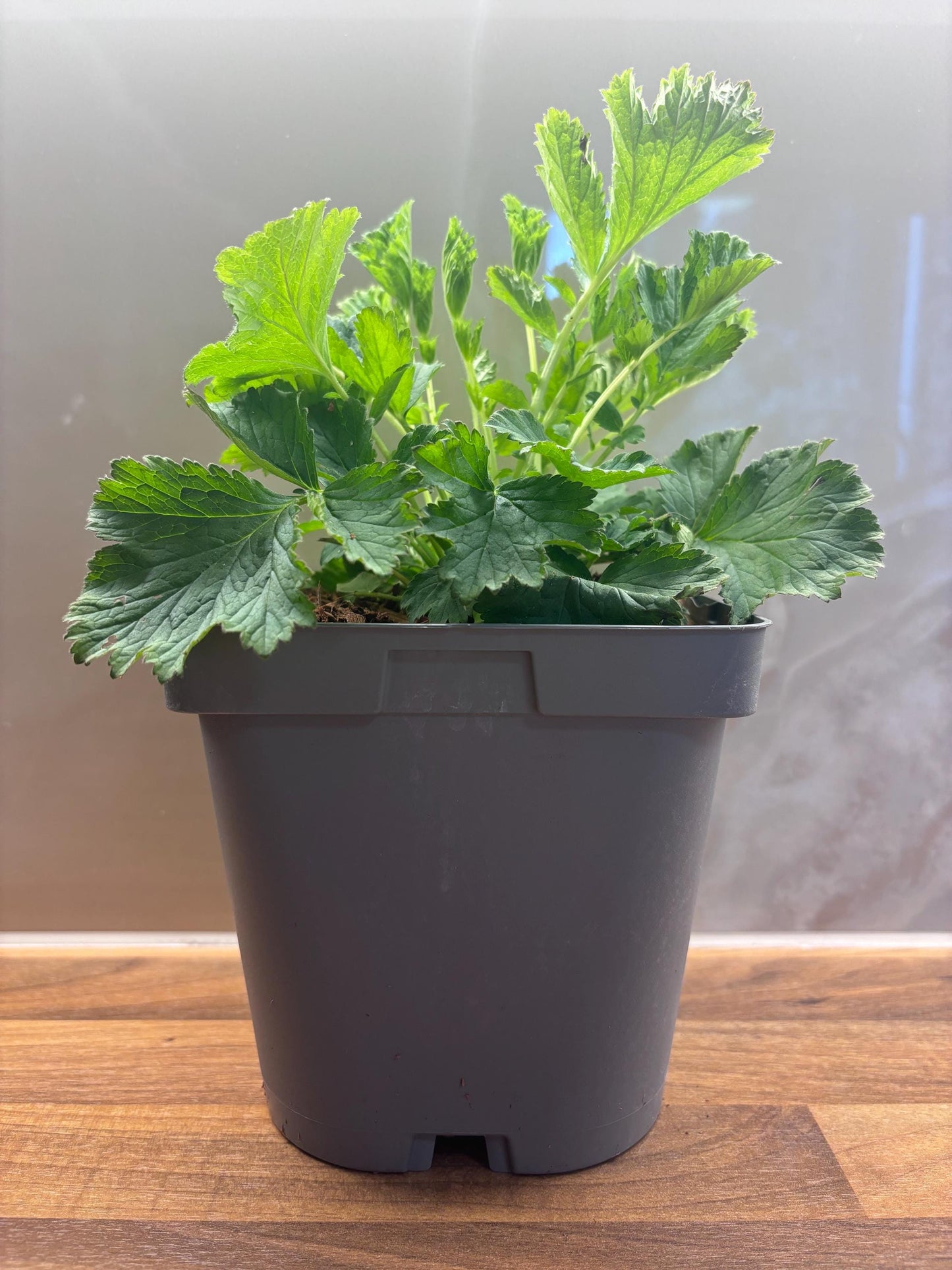 Geum Avens Flames of Passion 2L cottage garden potted perennial GEUM/141099/166336/GB