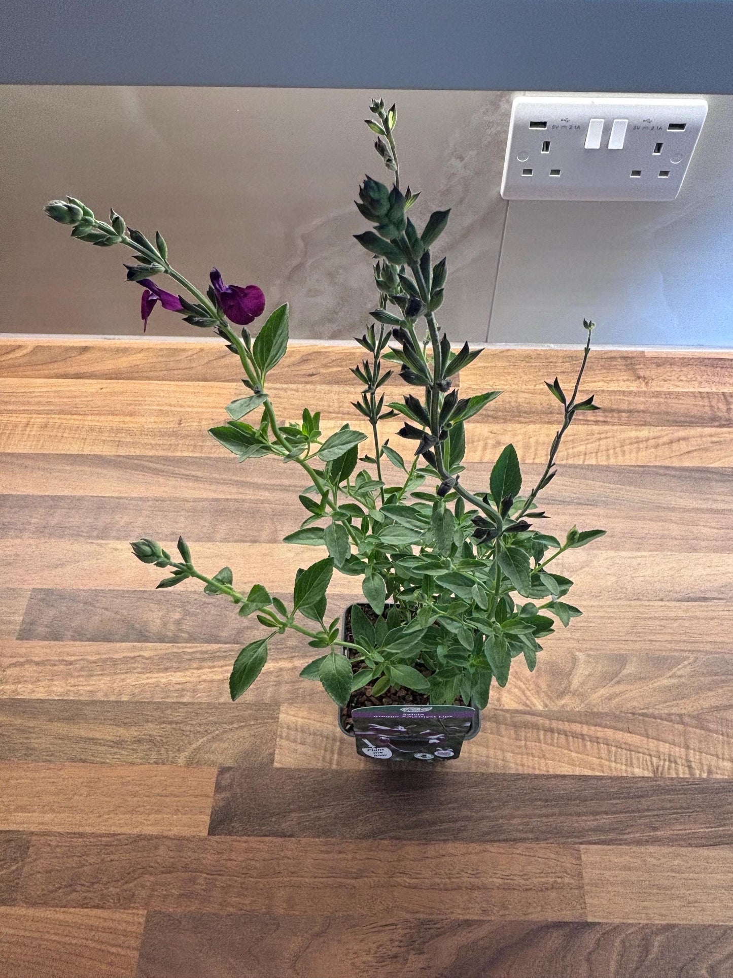 Salvia Amethyst Lips 2L Sage cottage garden SALVIA greggii/141099/166336/GB