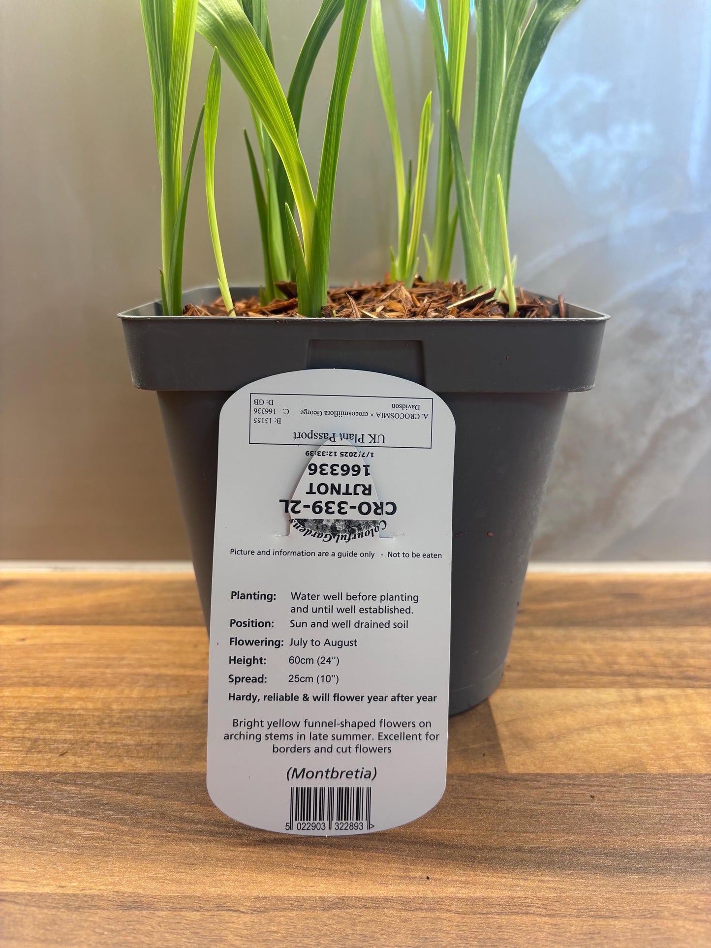 Crocosmia George Davidson 2L Monbretia potted plant CROCOSMIA/141099/166336/GB