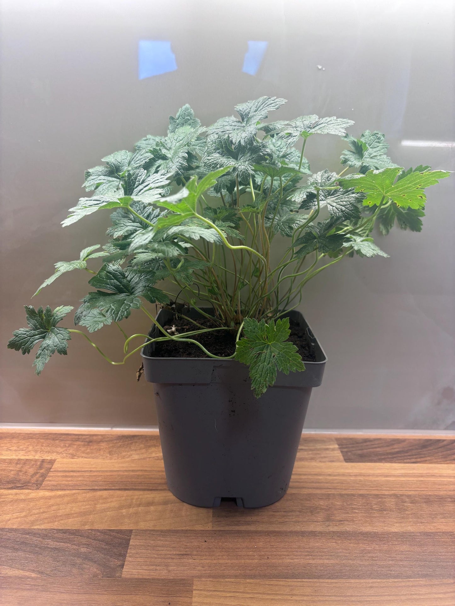 Geranium Wargrave Pink 2L Cranesbill plant GERANIUM endressi/141099/160540/GB