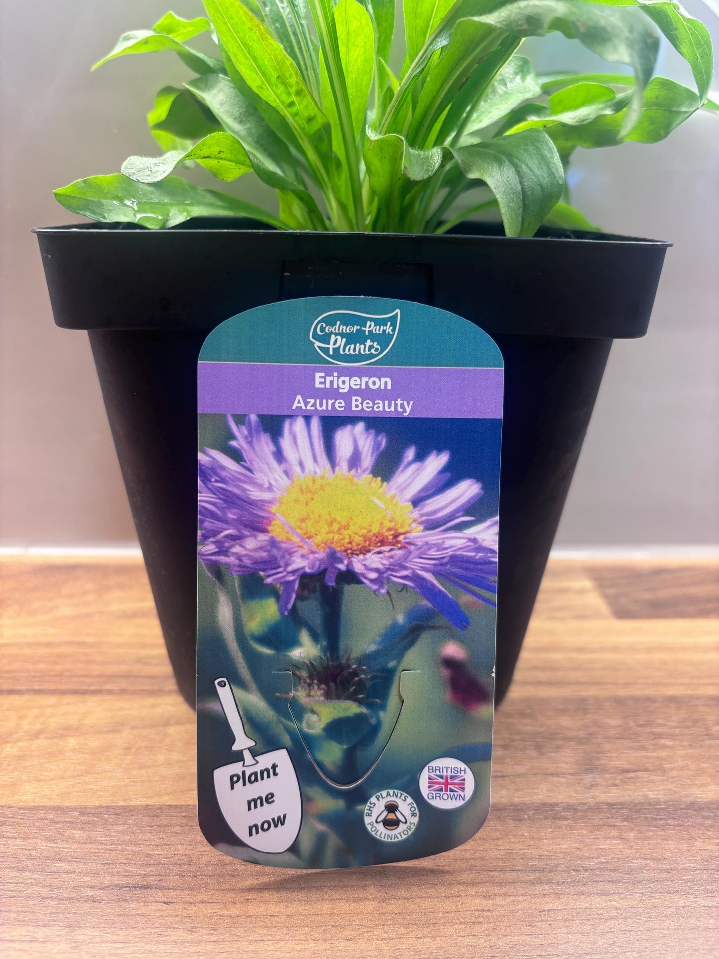 Erigeron Azure Beauty 2L Midsummer Daisy cottage garden ERIGERON/141099/168584/GB