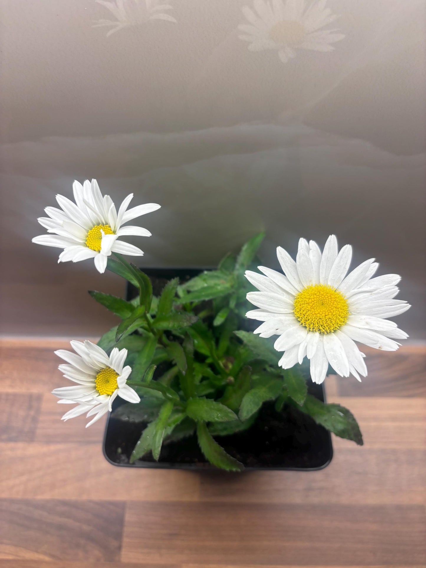 Leucanthemum Madonna 2L Shasta Daisy LEUCANTHEMUM x superbum/141099/168584/GB