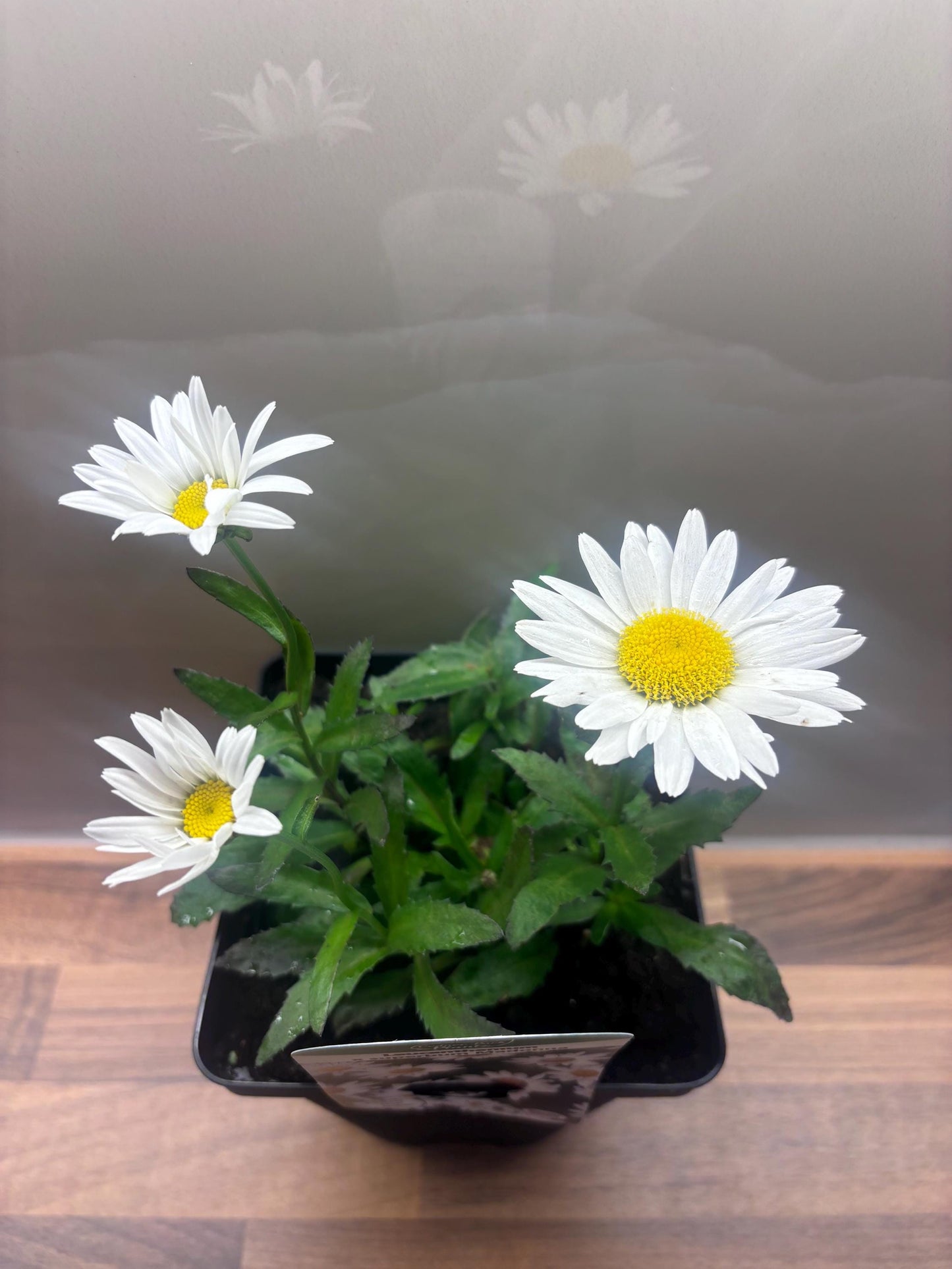 Leucanthemum Madonna 2L Shasta Daisy LEUCANTHEMUM x superbum/141099/168584/GB
