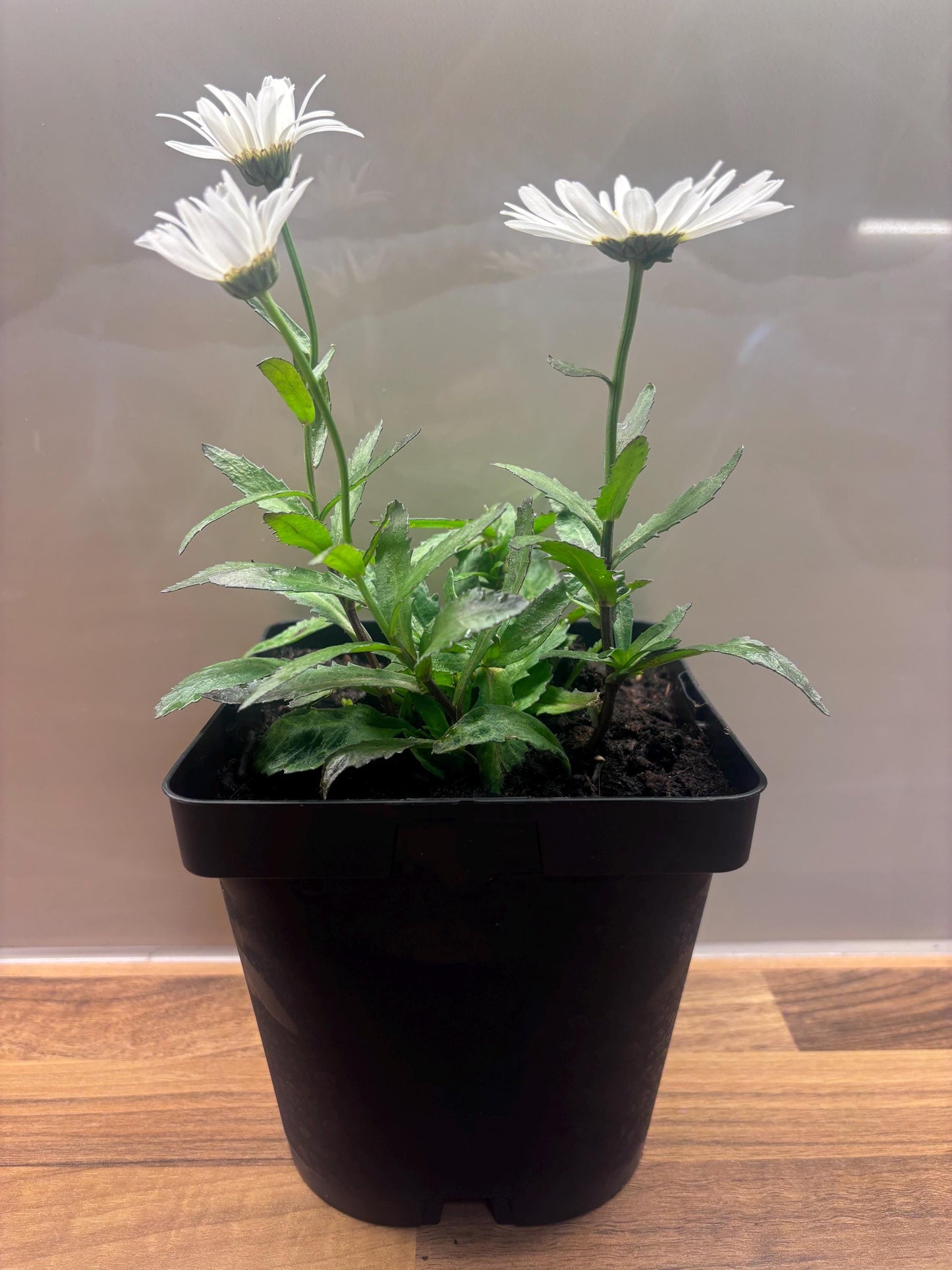 Leucanthemum Madonna 2L Shasta Daisy LEUCANTHEMUM x superbum/141099/168584/GB