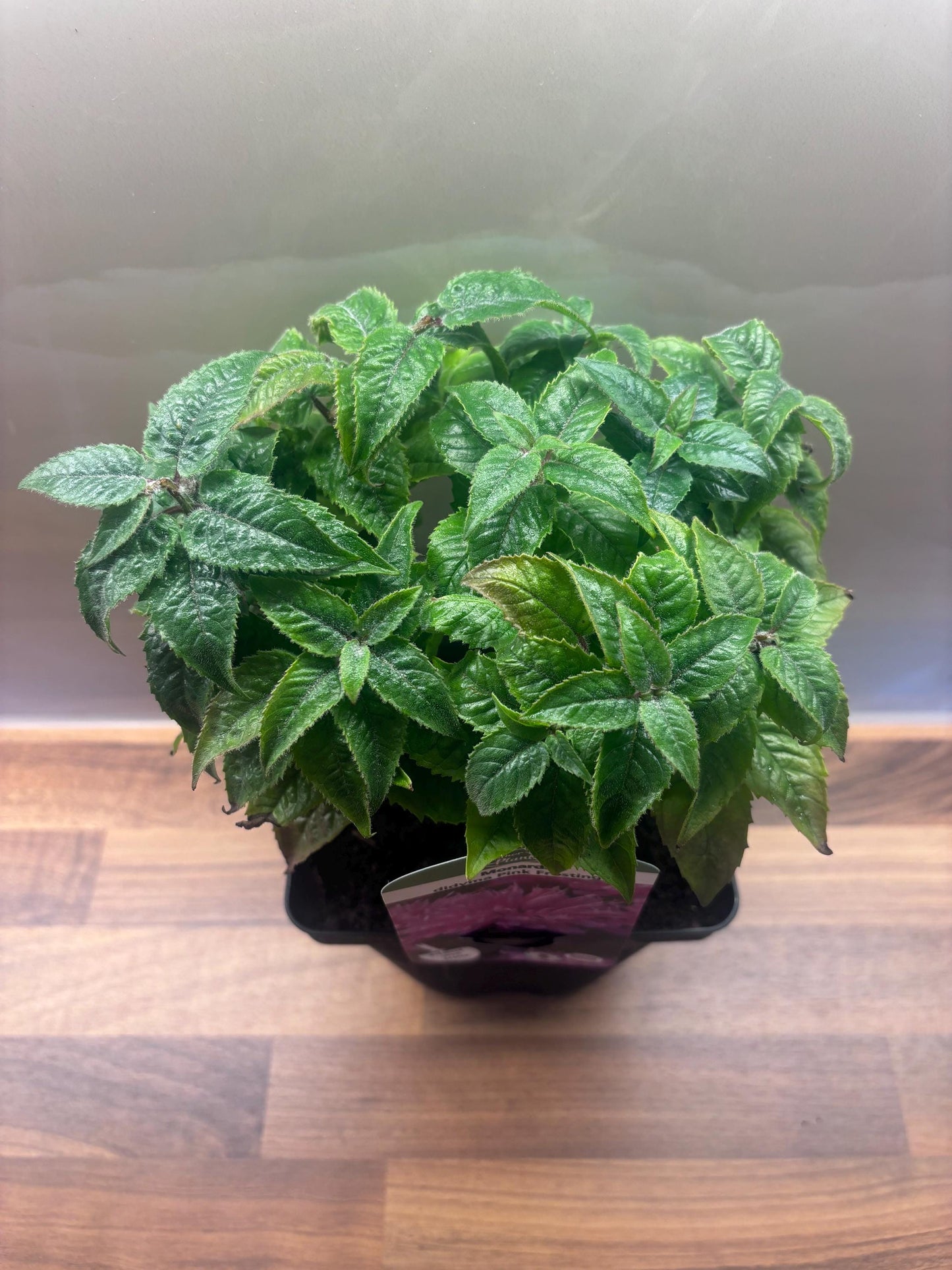 Monarda Pink Frosting 2L Bergamot Bee Balm plant MONARDA didyma/141099/168584/GB