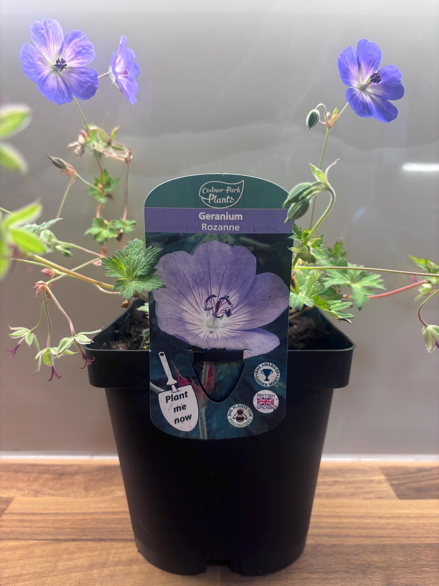 Geranium Rozanne 2L ground spreading garden border plant GERANIUM/141099/168584/GB