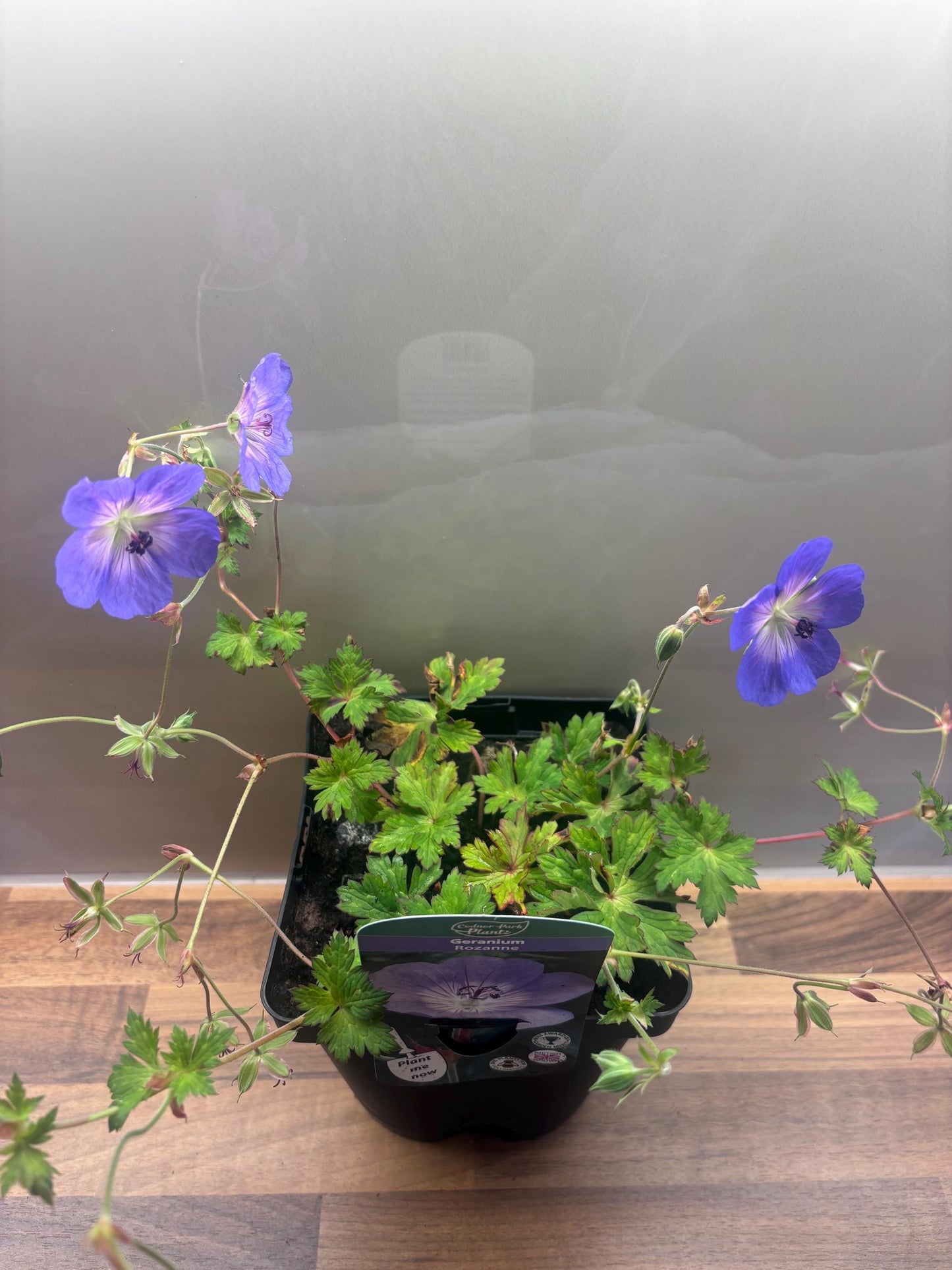 Geranium Rozanne 2L ground spreading garden border plant GERANIUM/141099/168584/GB