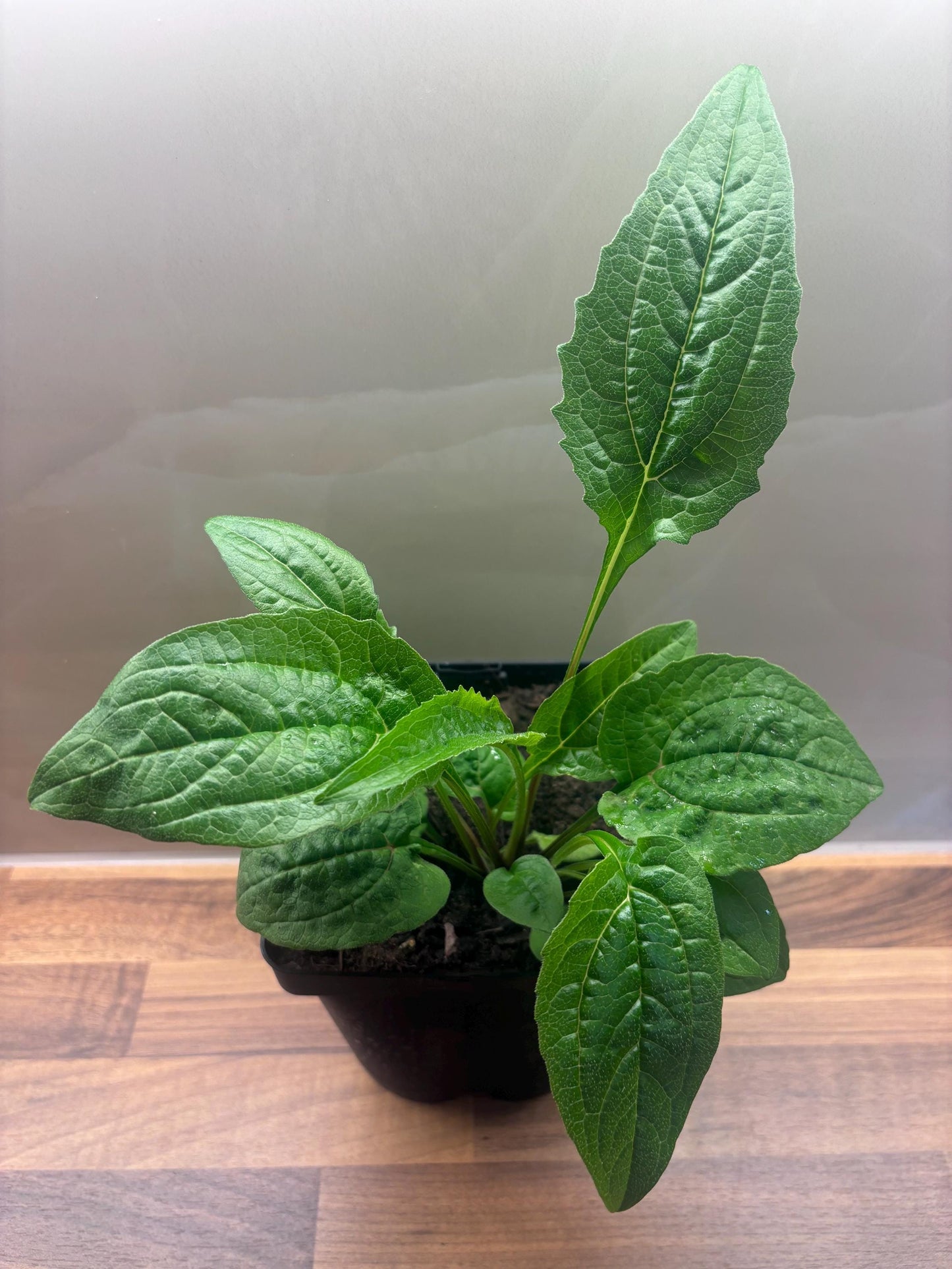 Echinacea Cheyenne Spirit 2L Coneflower Plant ECHINACEA hybrida/141099/168584/GB
