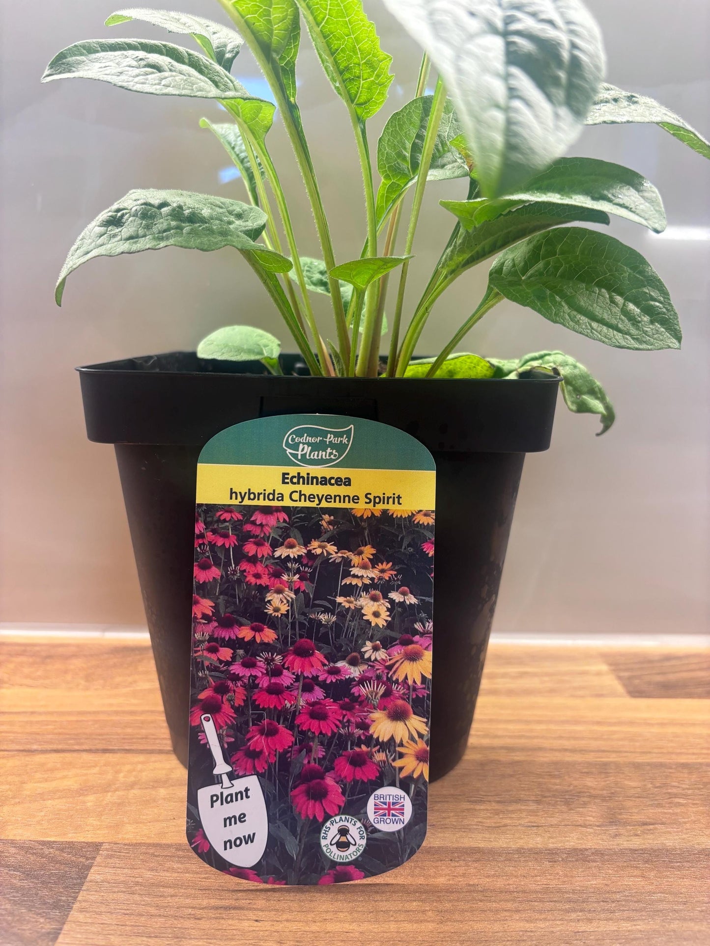 Echinacea Cheyenne Spirit 2L Coneflower Plant ECHINACEA hybrida/141099/168584/GB