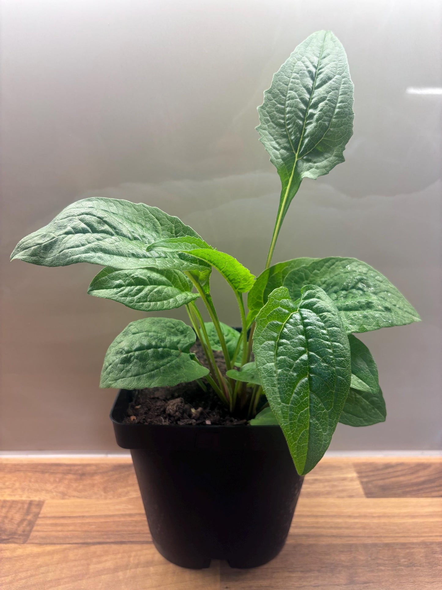 Echinacea Cheyenne Spirit 2L Coneflower Plant ECHINACEA hybrida/141099/168584/GB