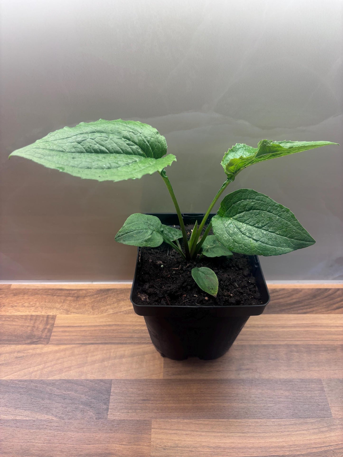 Echinacea Green Twister 2L Coneflower plant ECHINACEA purpurea/141099/168584/GB