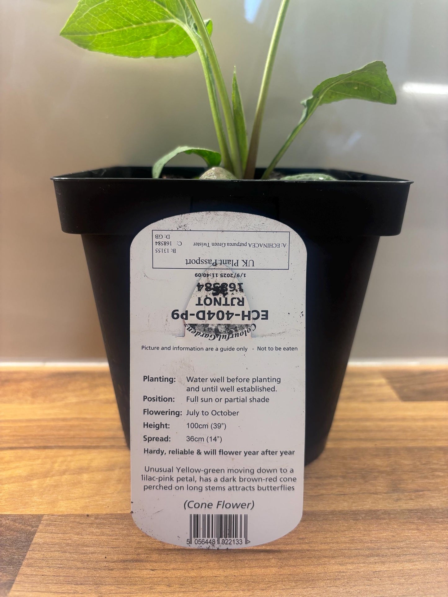 Echinacea Green Twister 2L Coneflower plant ECHINACEA purpurea/141099/168584/GB