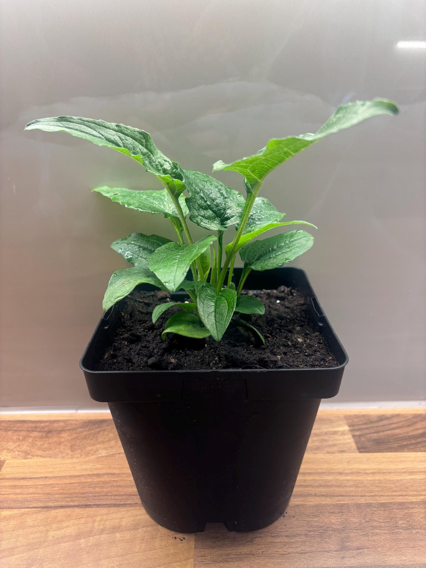 Echinacea Prairie Blaze Green 2L Coneflower ECHINACEA purpurea/141099/168584/GB