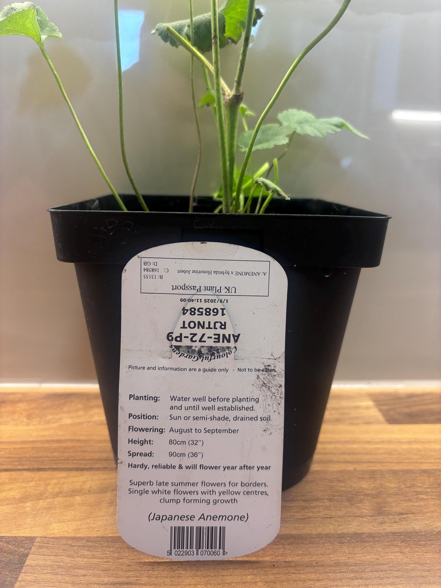 Japanese Anemone Honorine Jobert 2L plant ANEMONE x hybrida/141099/168584/GB