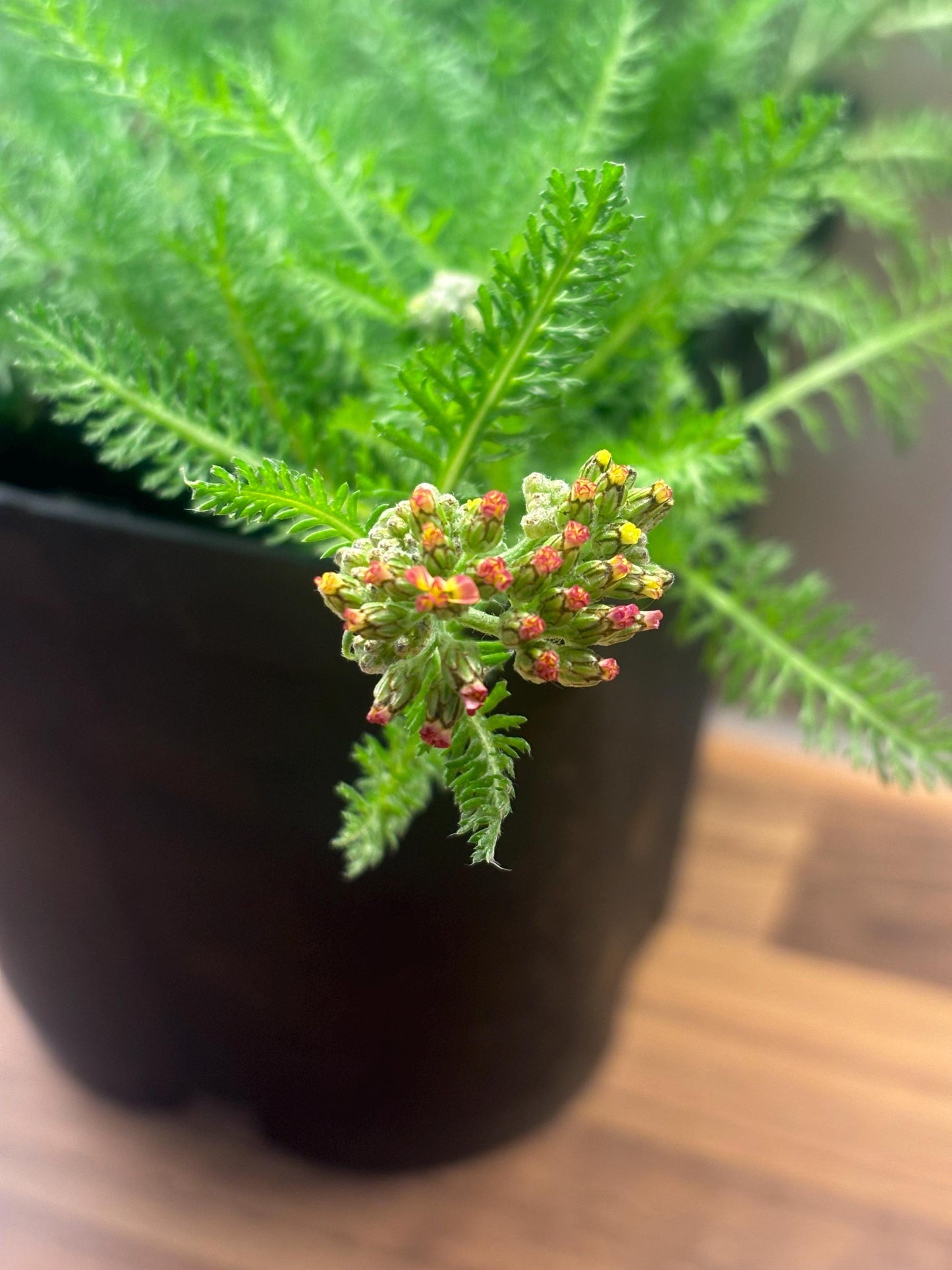 Achillea Desert Eve Terracotta 2L Yarrow ACHILLEA millefolium/141099/168584/GB