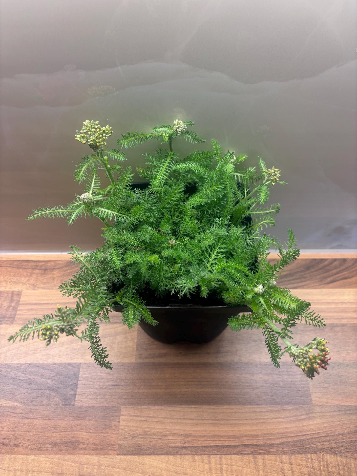 Achillea Desert Eve Terracotta 2L Yarrow ACHILLEA millefolium/141099/168584/GB