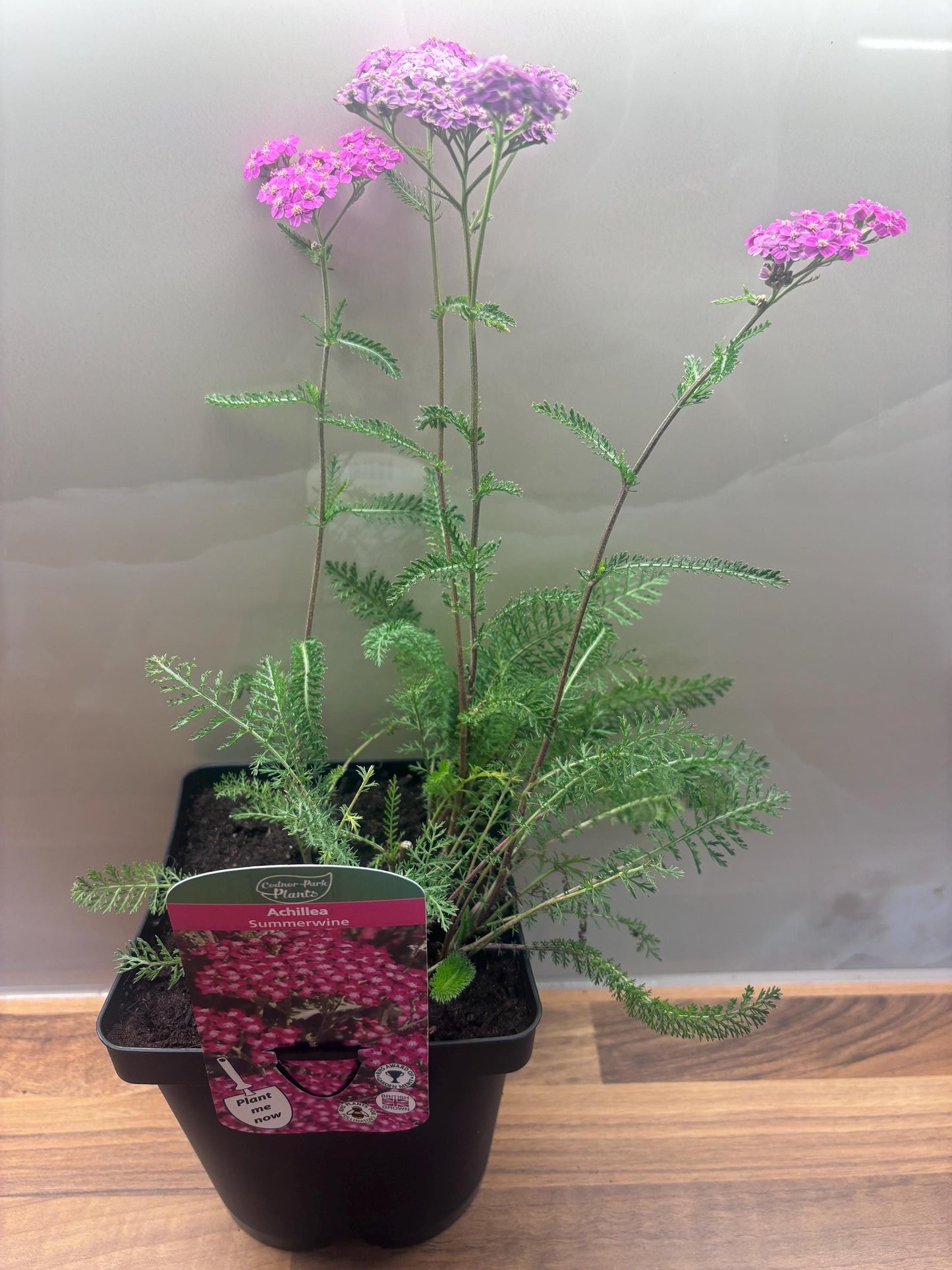 Achillea Summerwine 2L Yarrow potted garden plant ACHILLEA/141099/168584/GB
